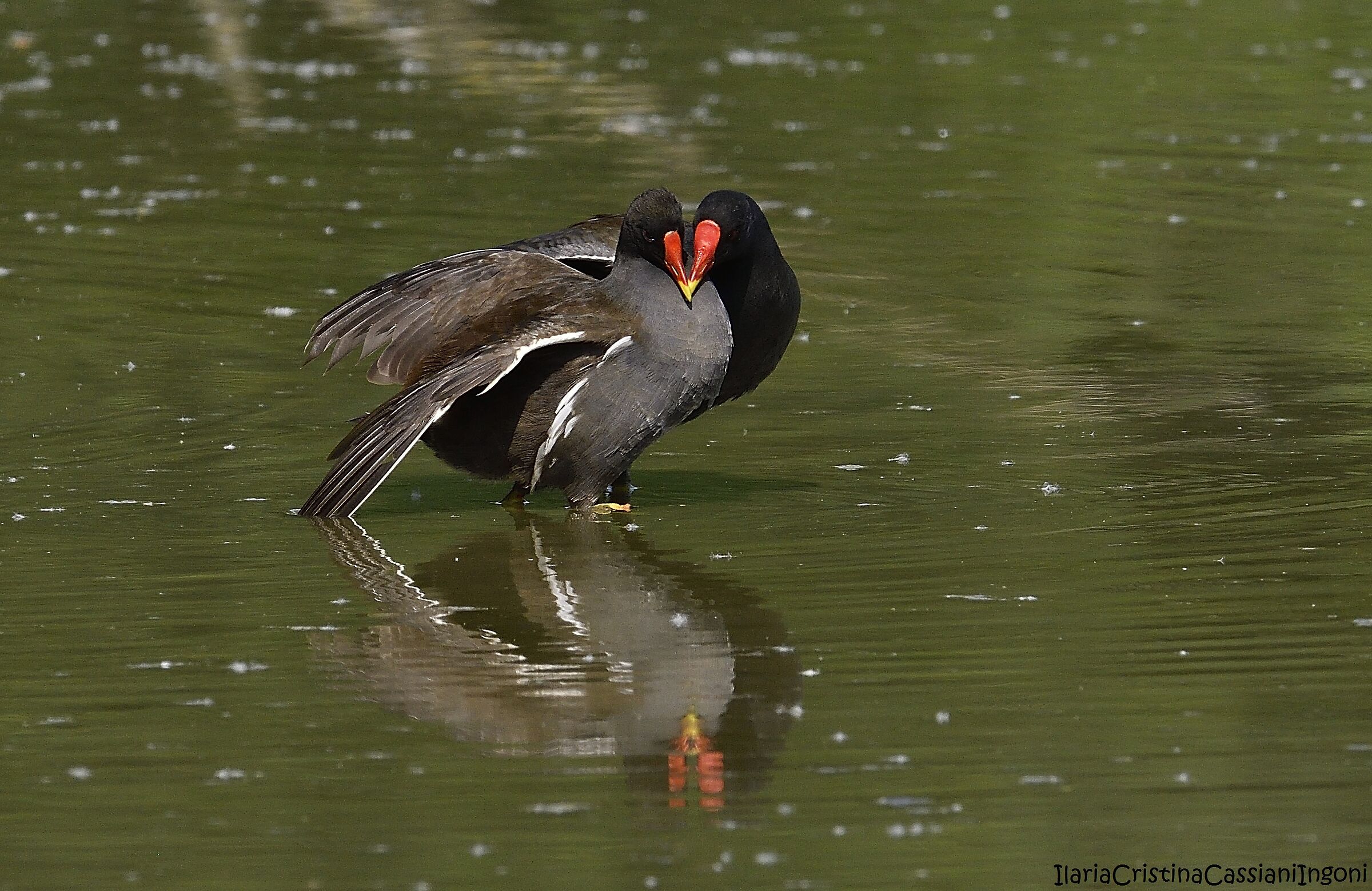 Gallinella d'acqua coppia
