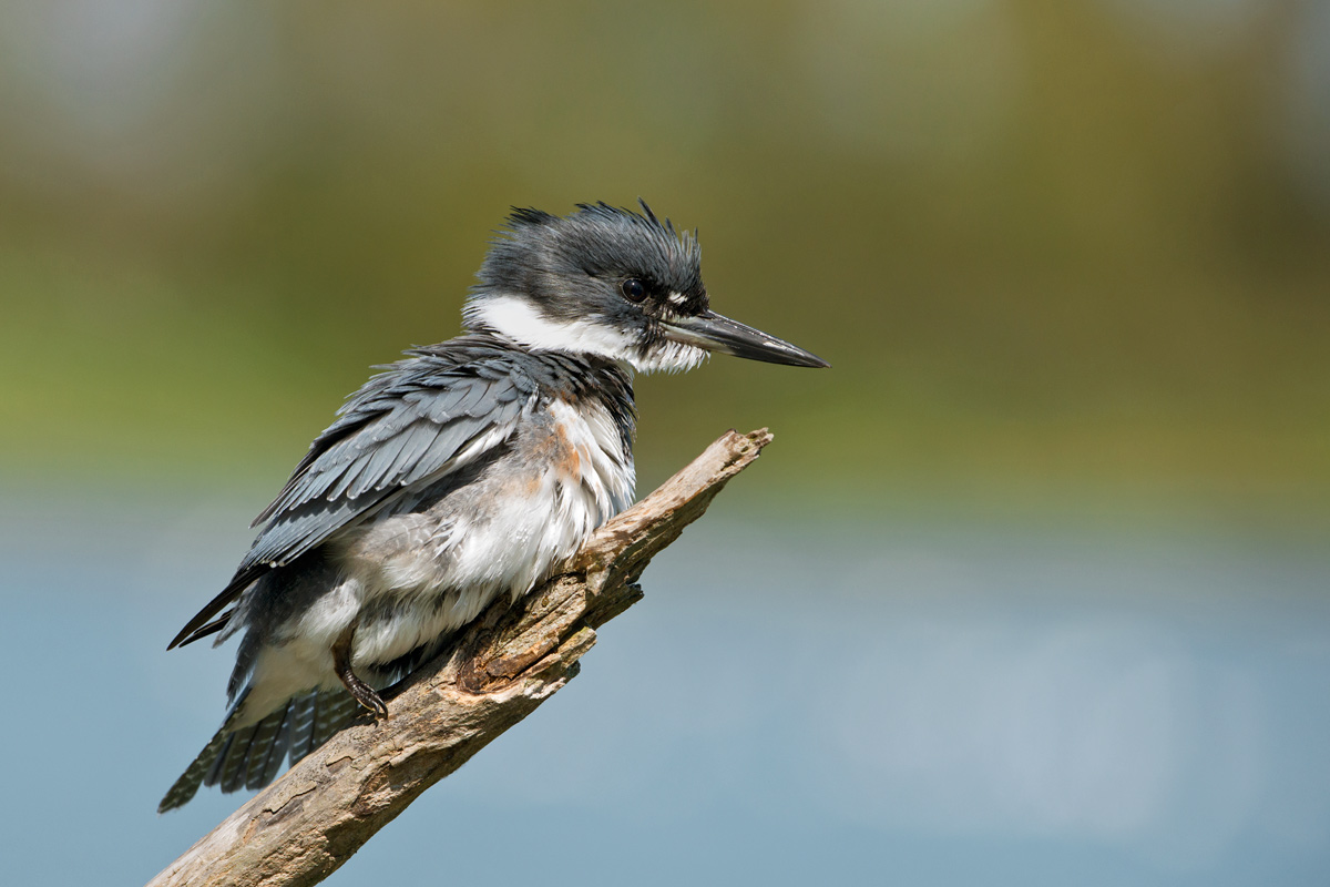Belted Kingfisher