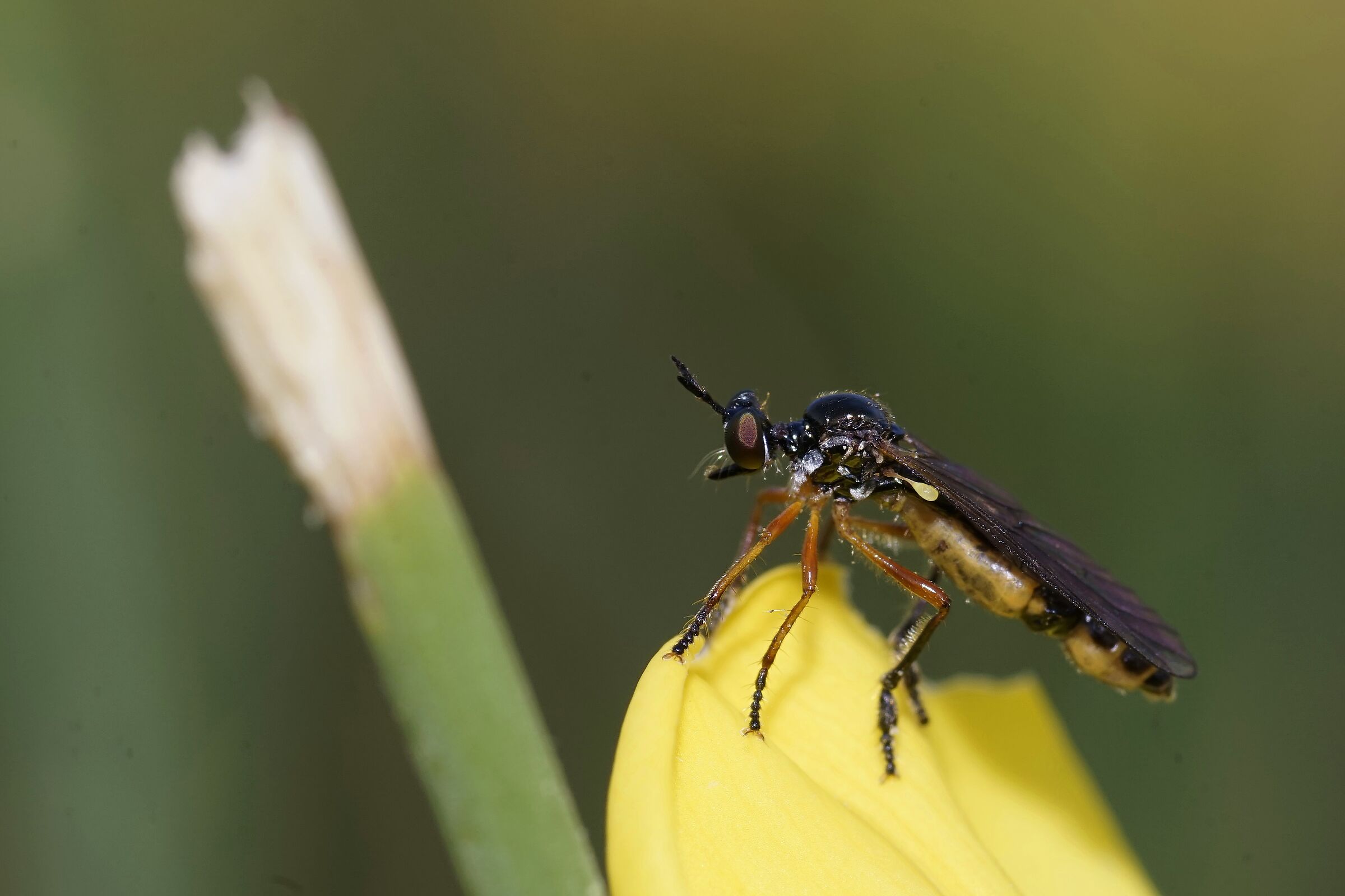 Dittero Asilide in agguato