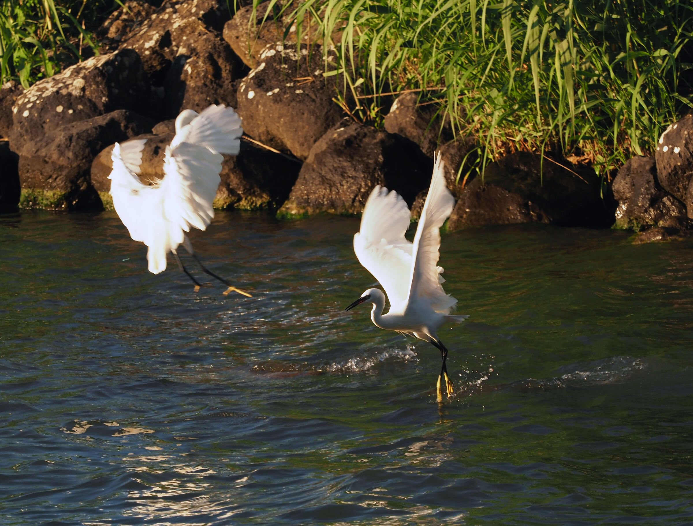 egrets quarrelsome