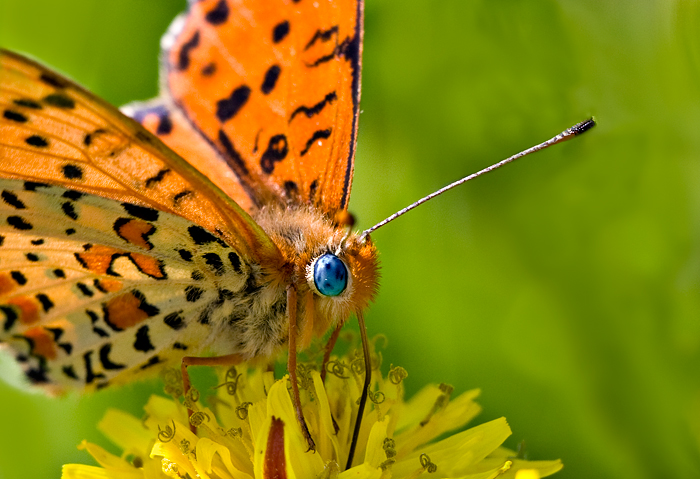 between the sapphire and the seawater