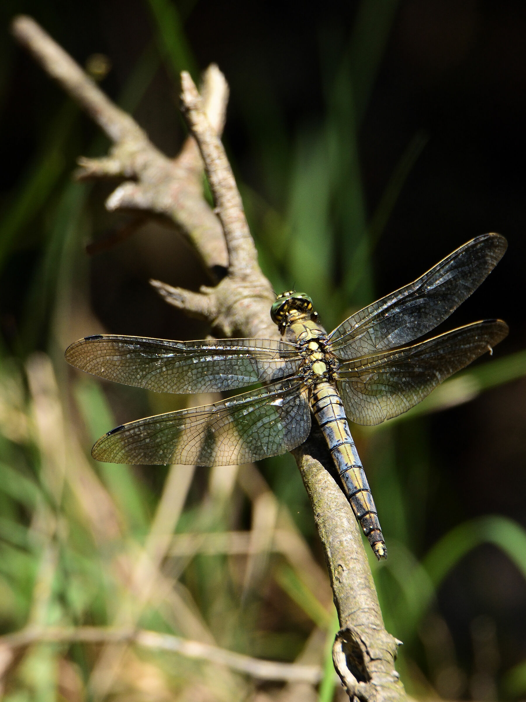 Libellula dal Sopra