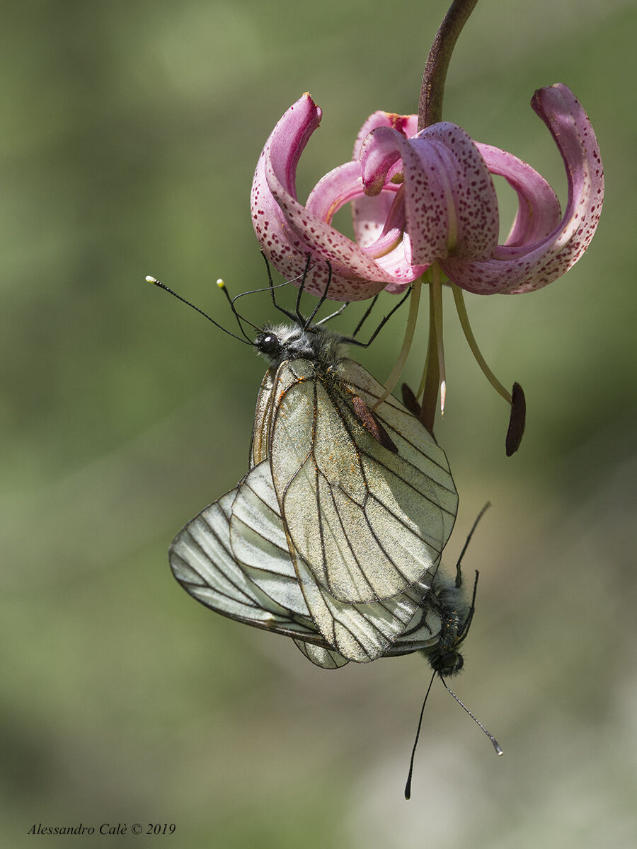 Acrobazie di Aporia crataegi su Lilium martagon 4026