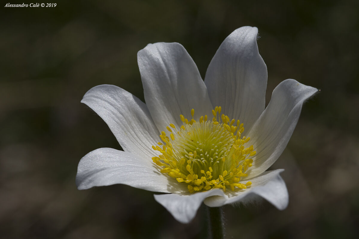 Pulsatilla alpina (Anemone delle Alpi) 1089