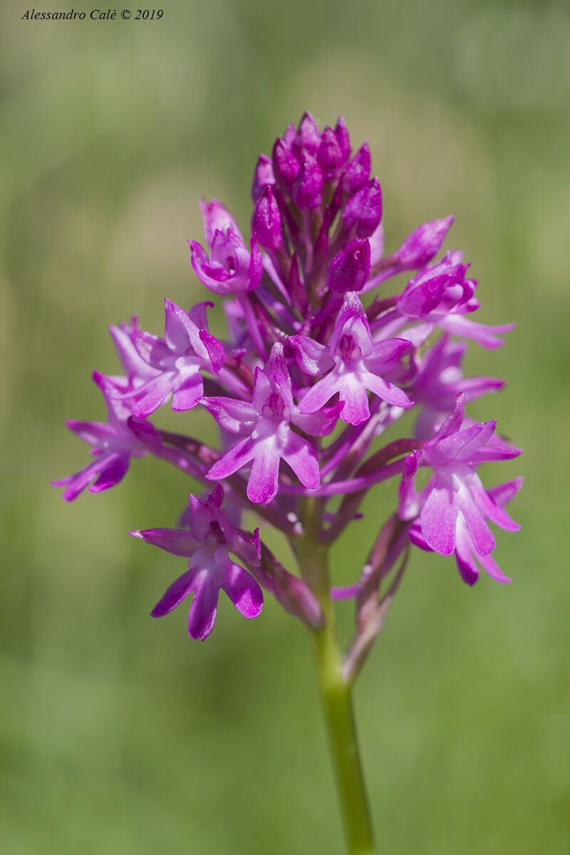 Anacamptis pyramidalis 0775