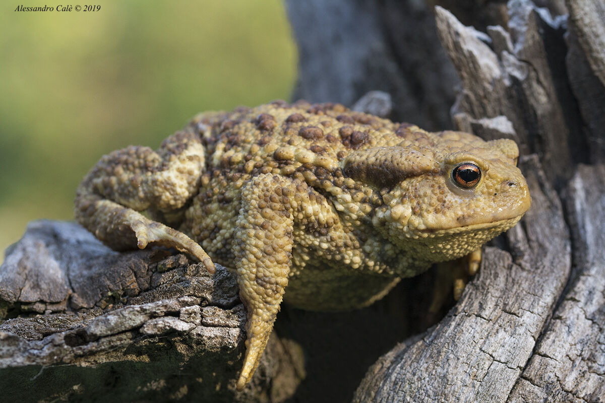 Bufo bufo (Rospo Comune) 3963