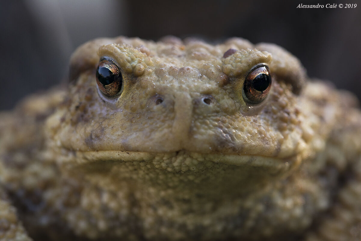 Bufo bufo (Rospo Comune) 3904