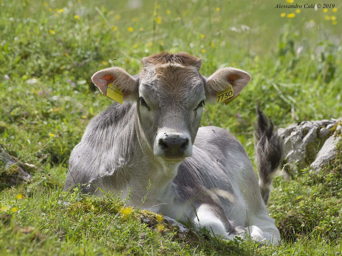 Una vita tranquilla 2084