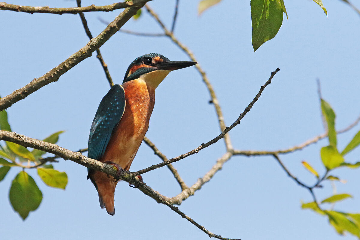 Il riposo del Martino