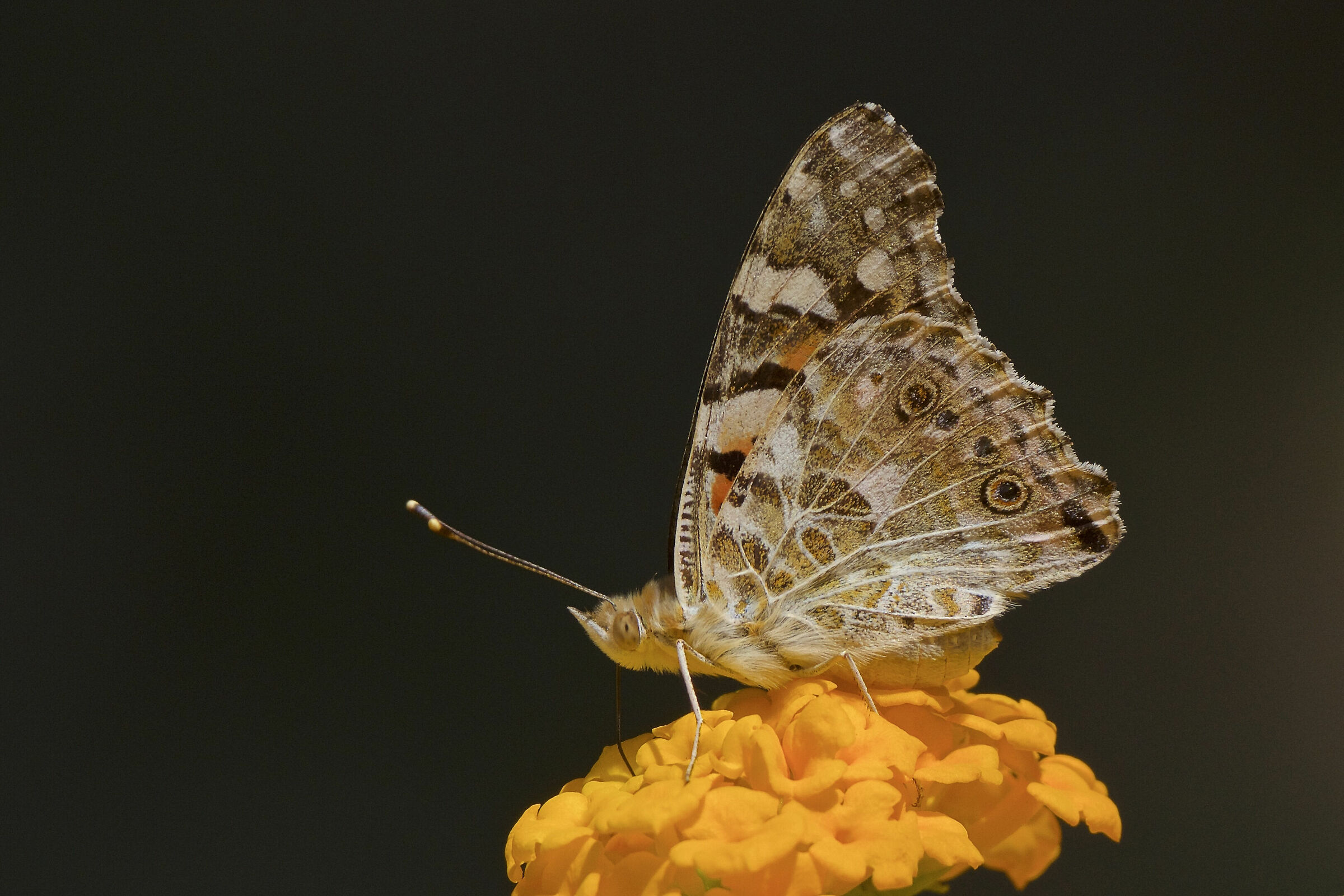 Vanessa cardui