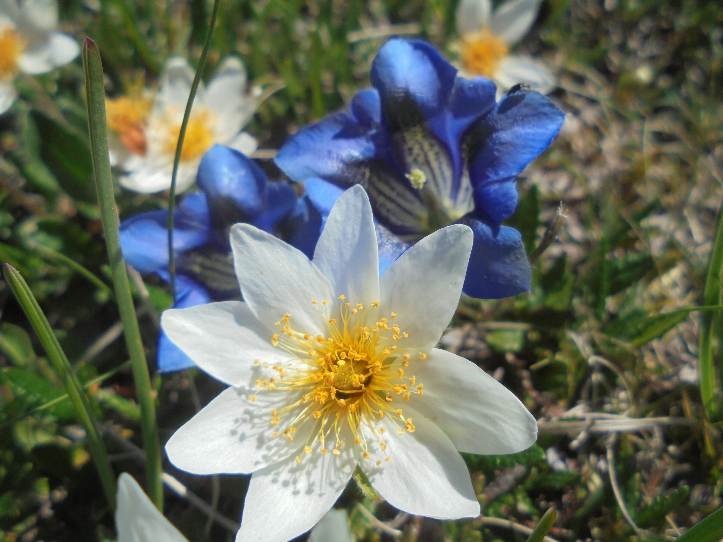 anemone tra gentian