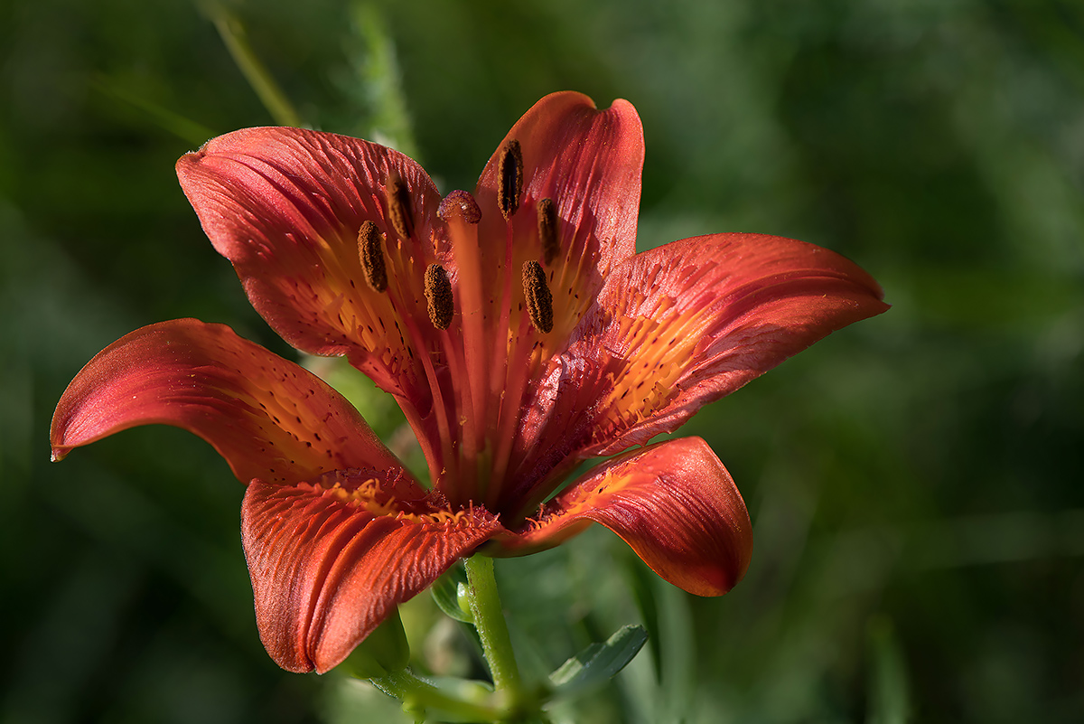 St. John's Lily