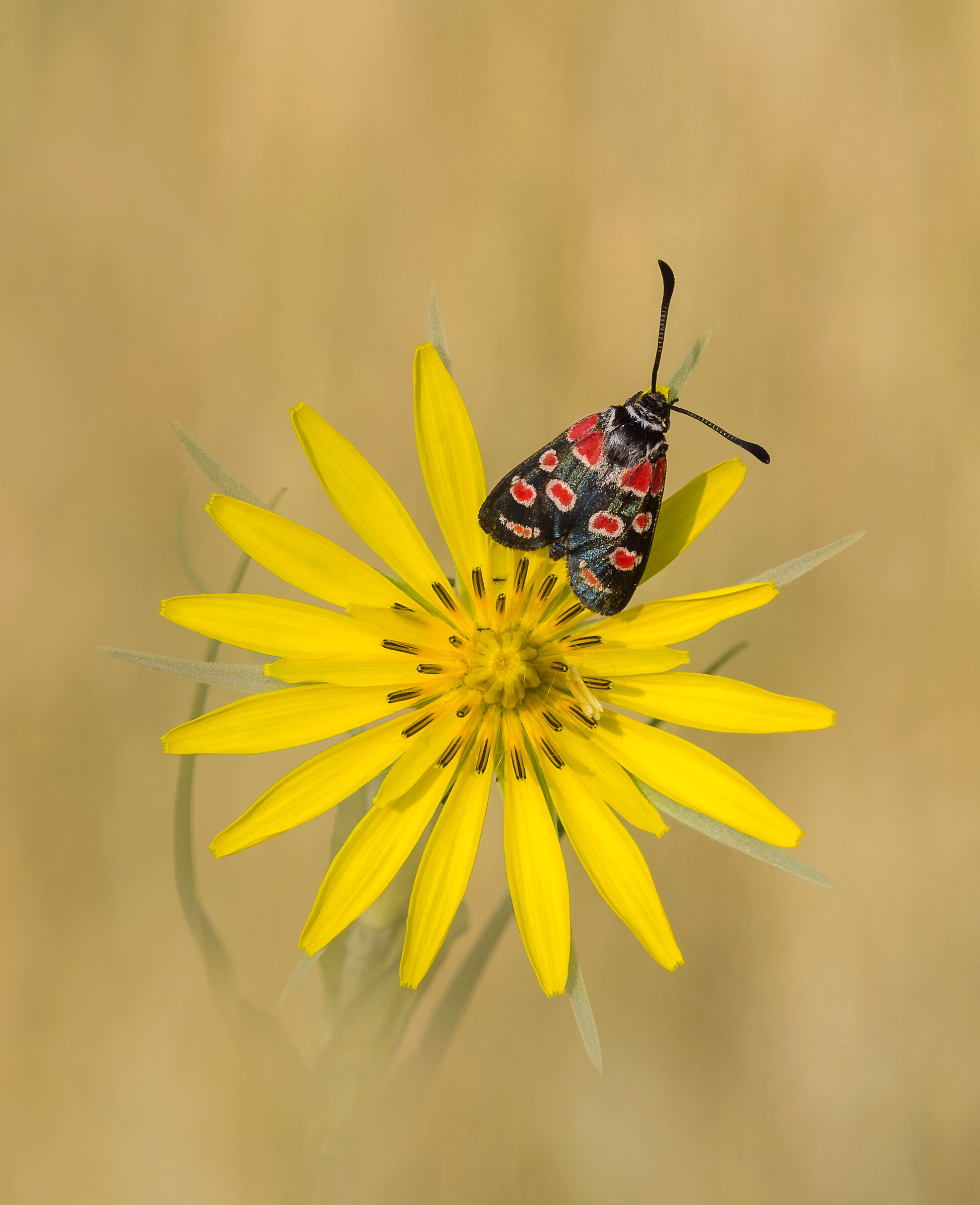zygaena carniolica