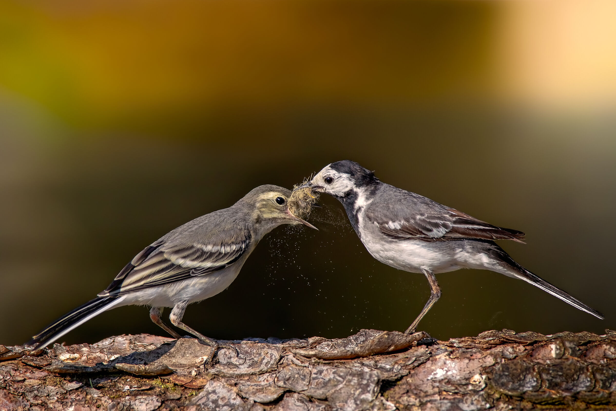 Imbeccata (Ballerine bianche)