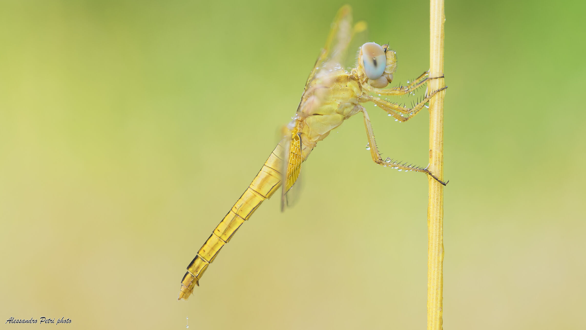Prime luci dell' alba