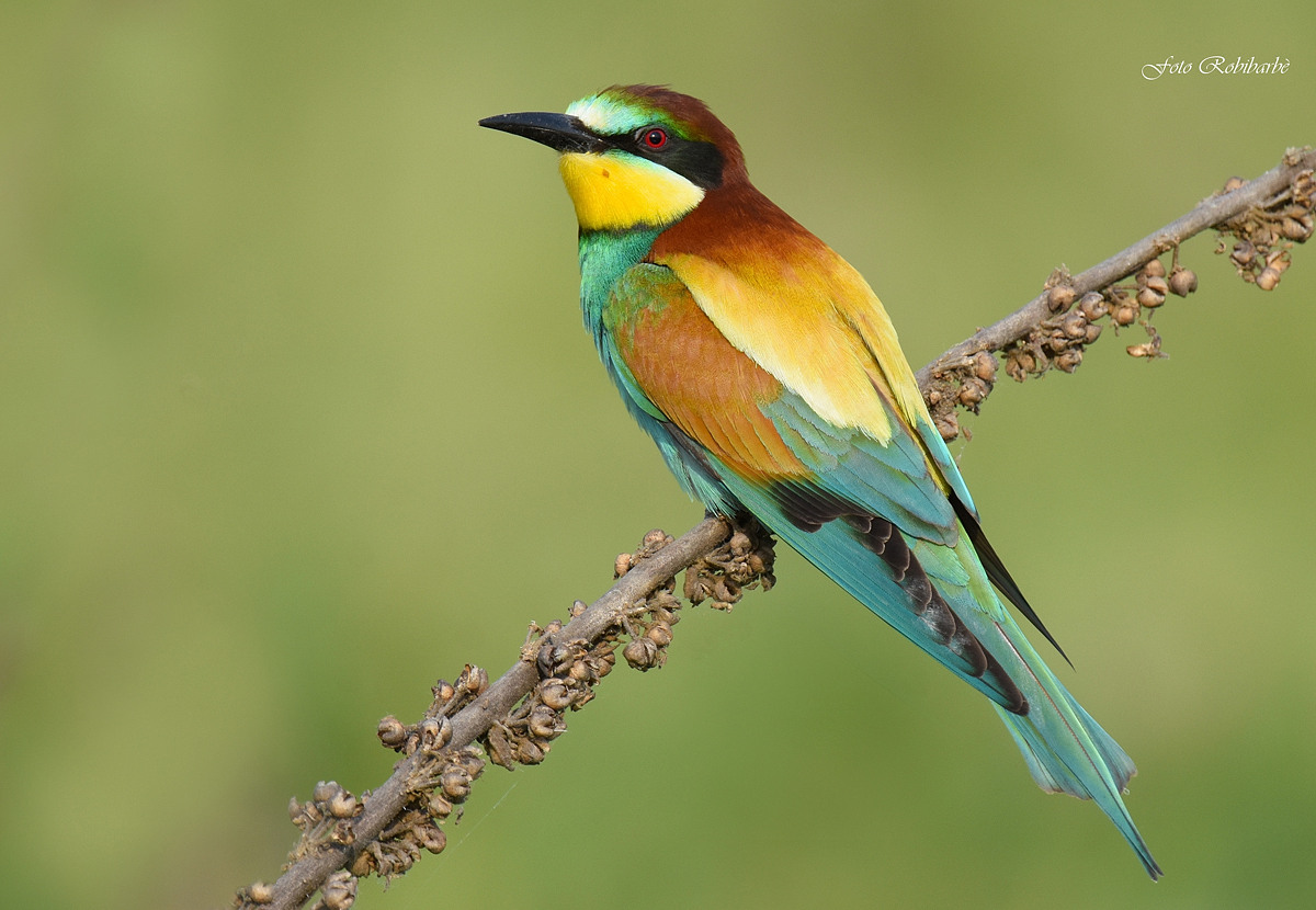 Bee-eater...