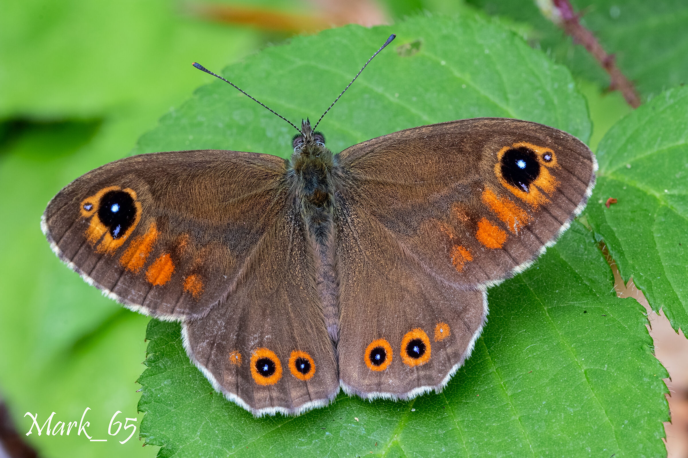 lasiommata petropolitana