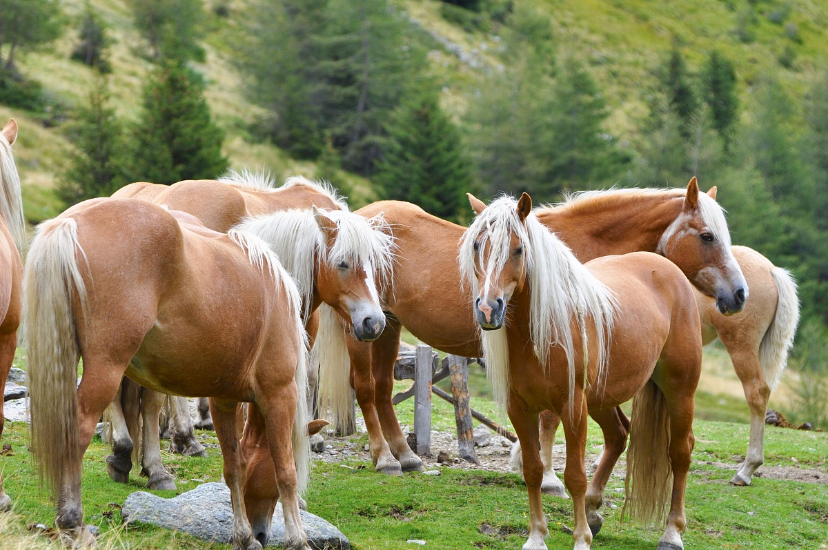 Cavalli in Alto Adige