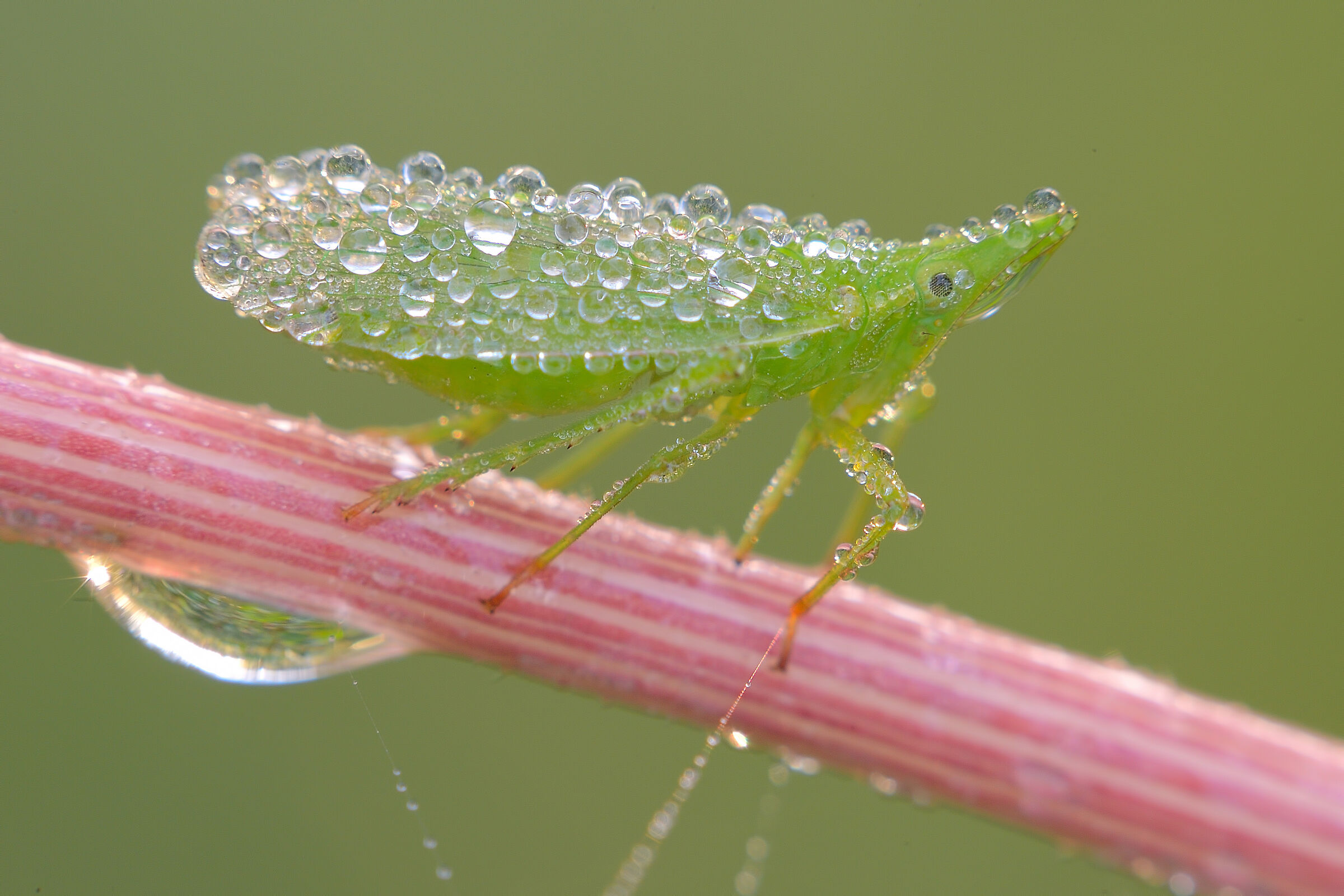 con tutte quelle bollicine ..,