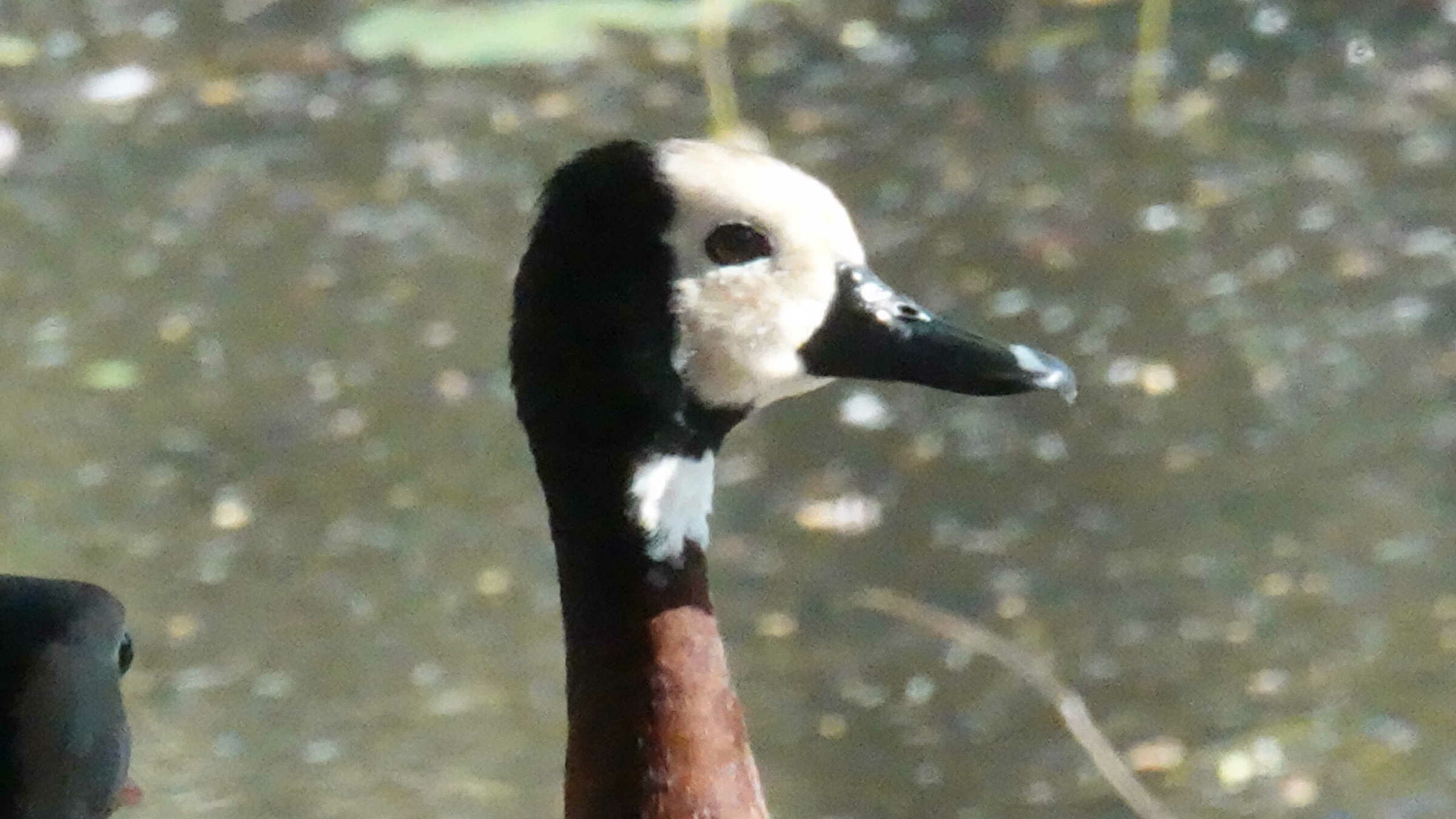 Anatroccolo brasiliano