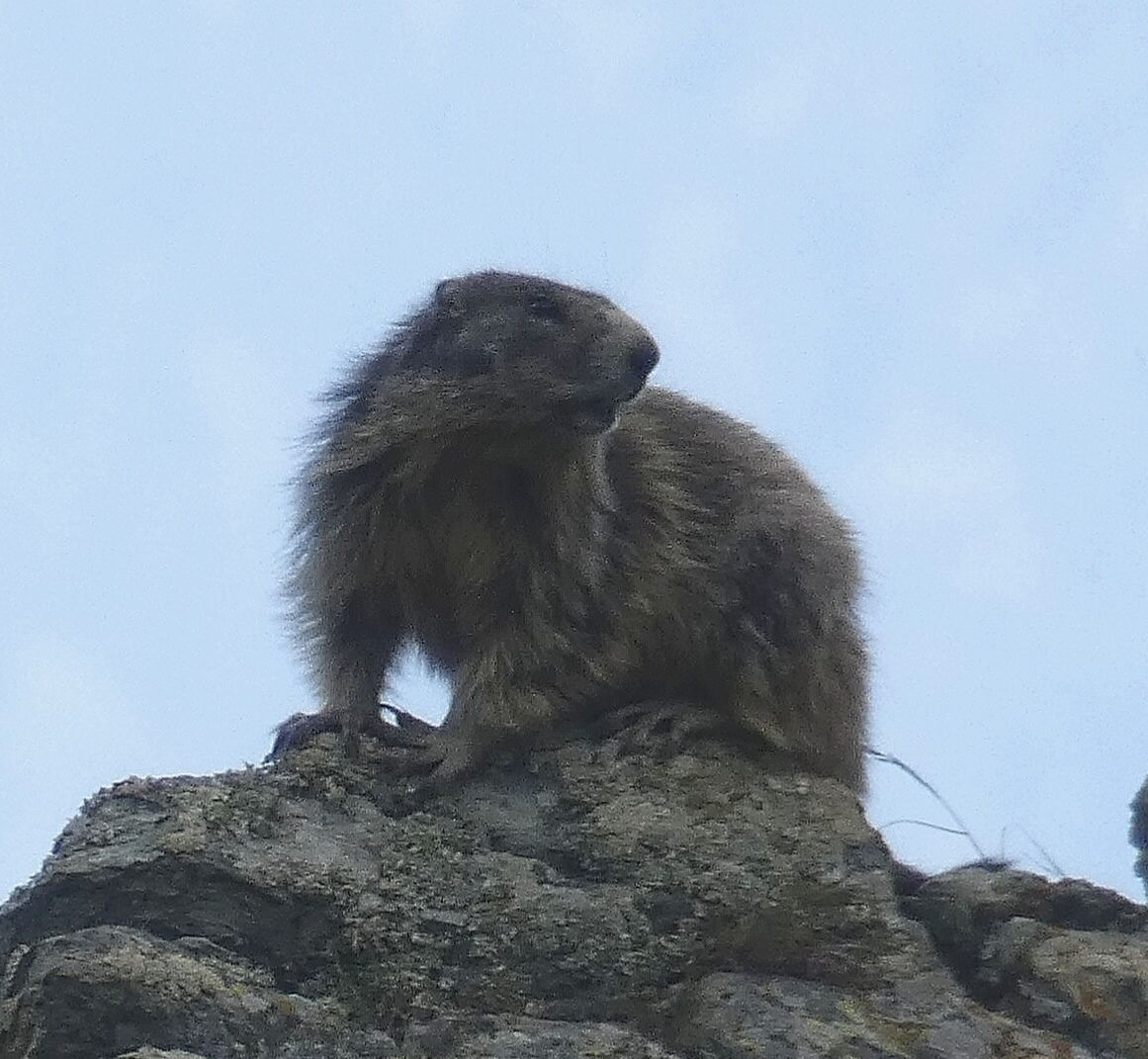 Marmotta