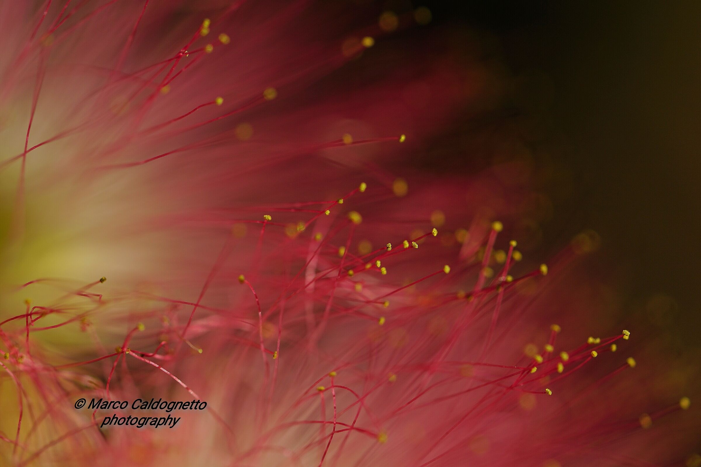 La magia del fior di Acacia