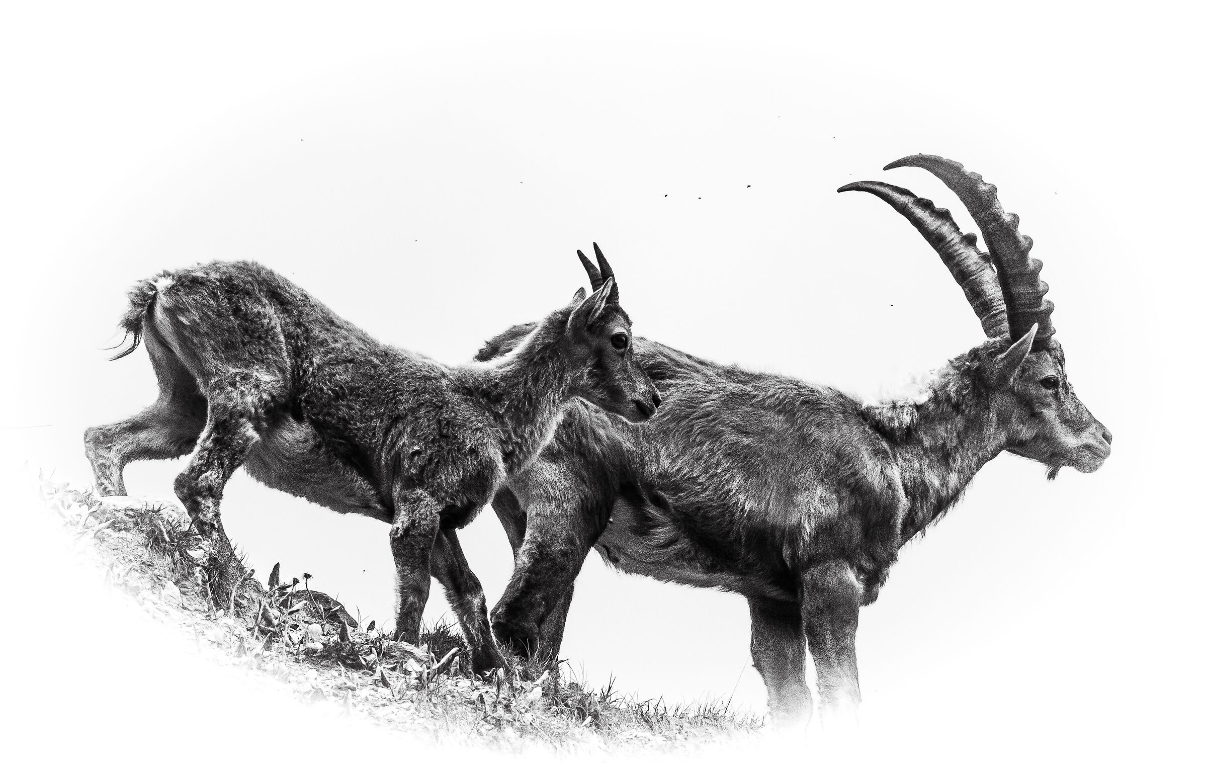 ibex experiment in b/n