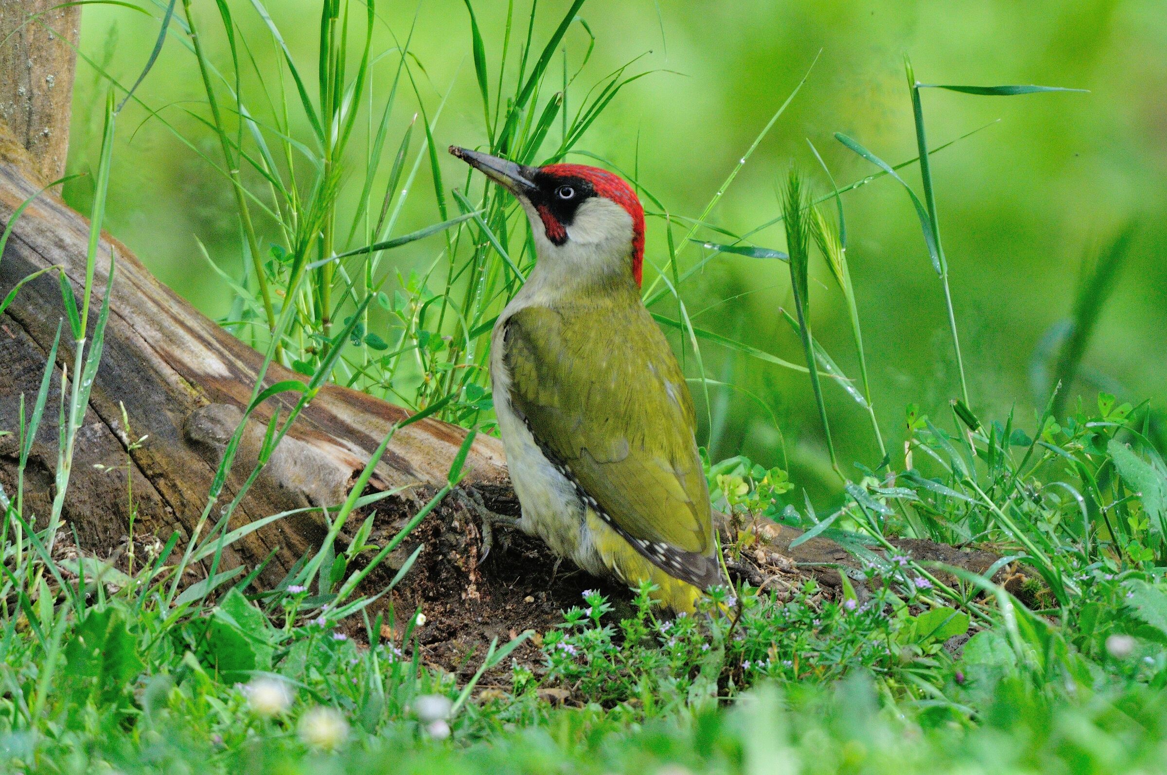 Green Woodpecker