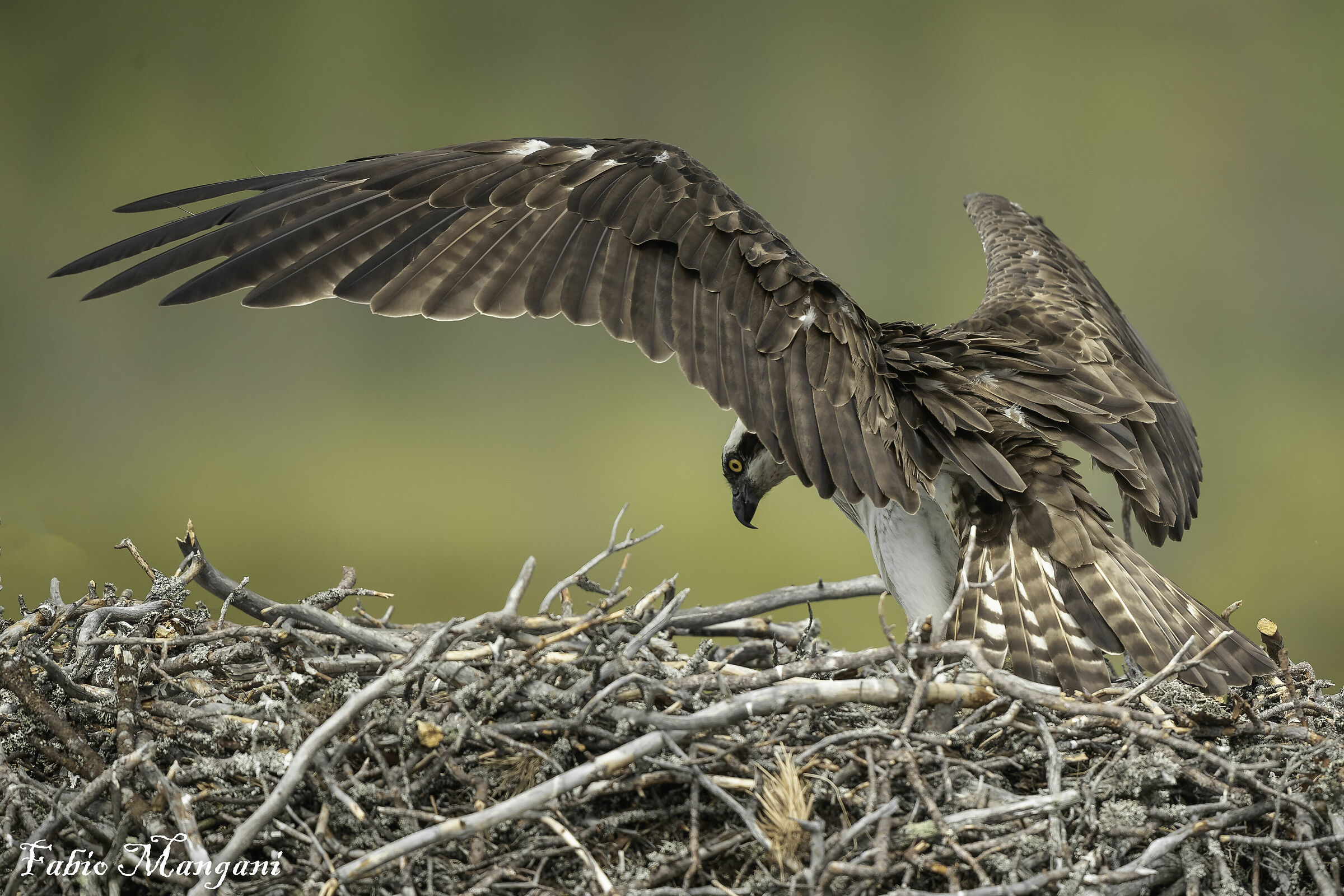 osprey at the nest