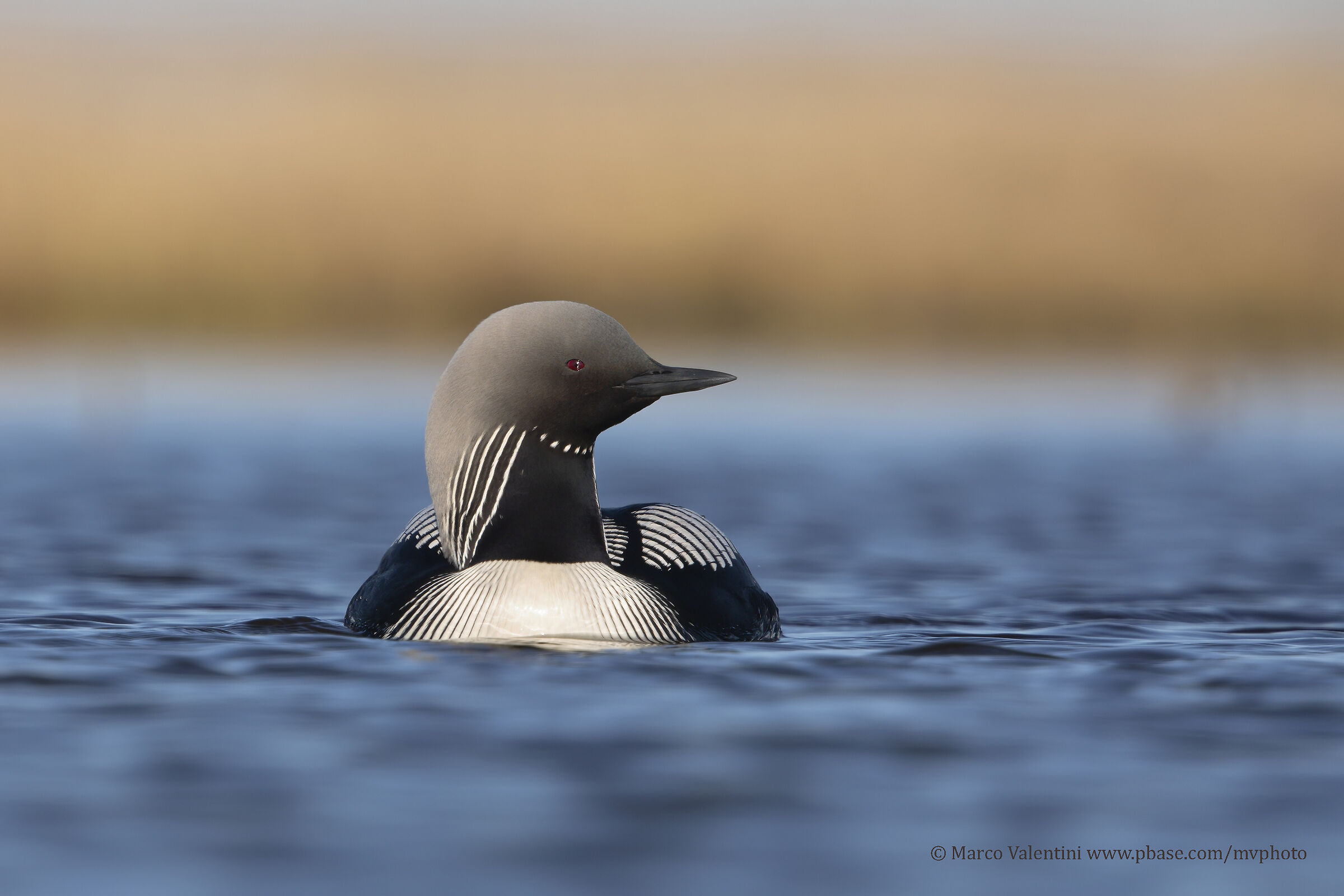 A Midsummer's night dream