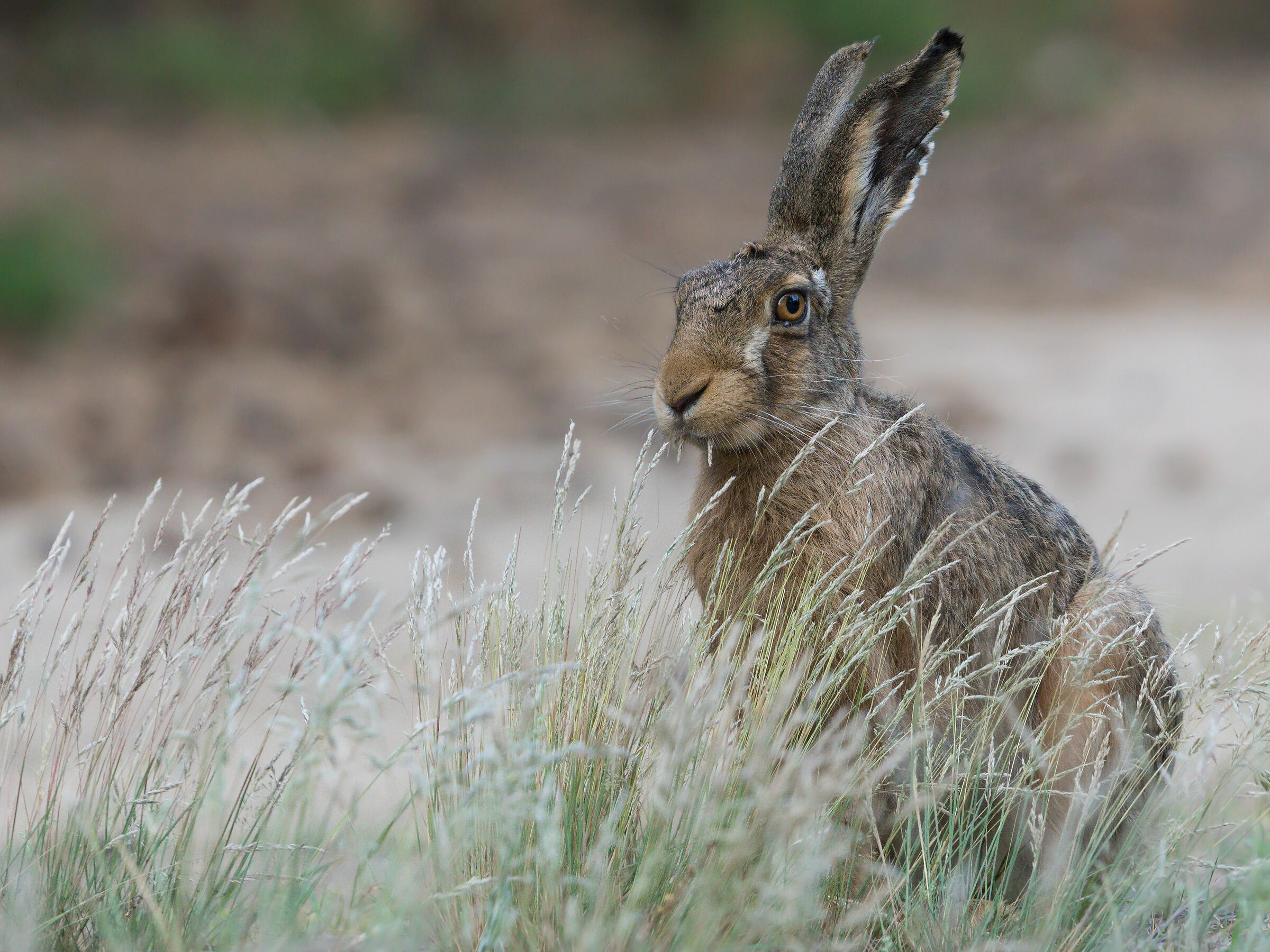 Brown hare (Lepus europaeus)
