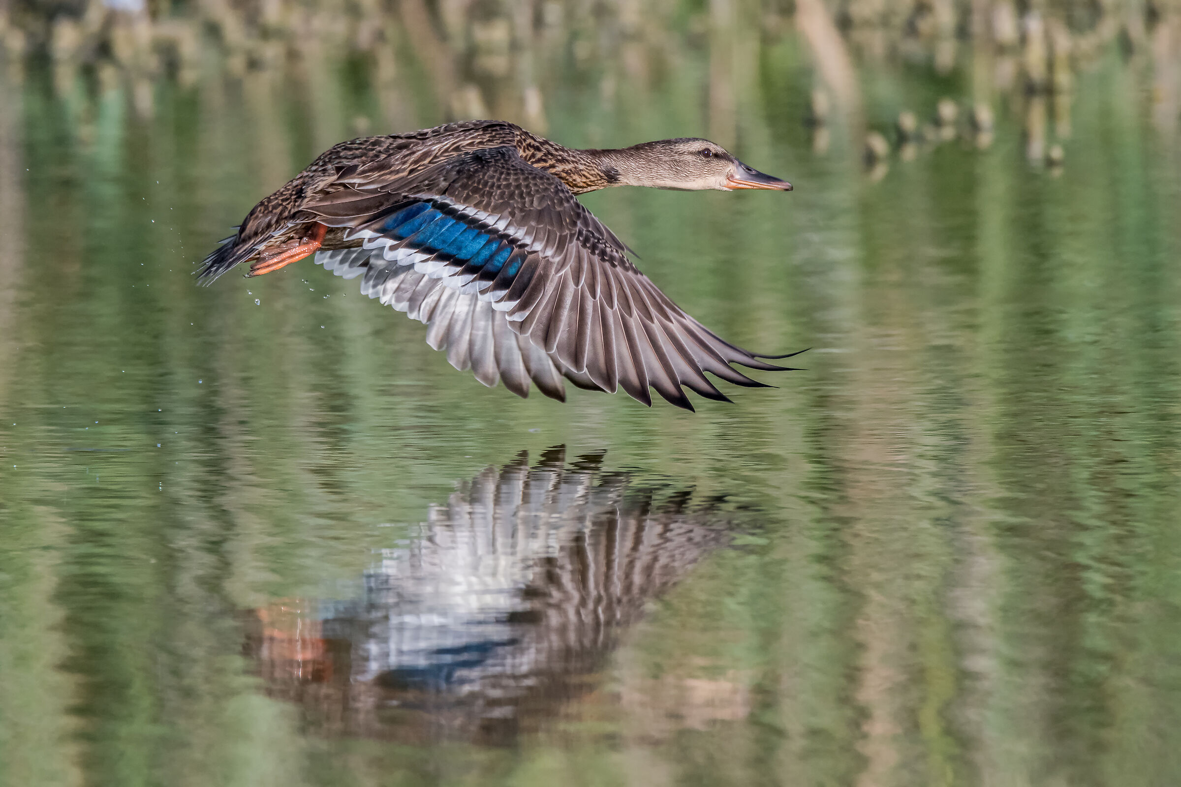 Germano reale - female