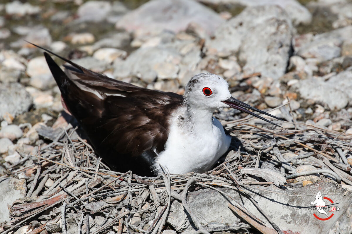 Cova Knight of Italy 01