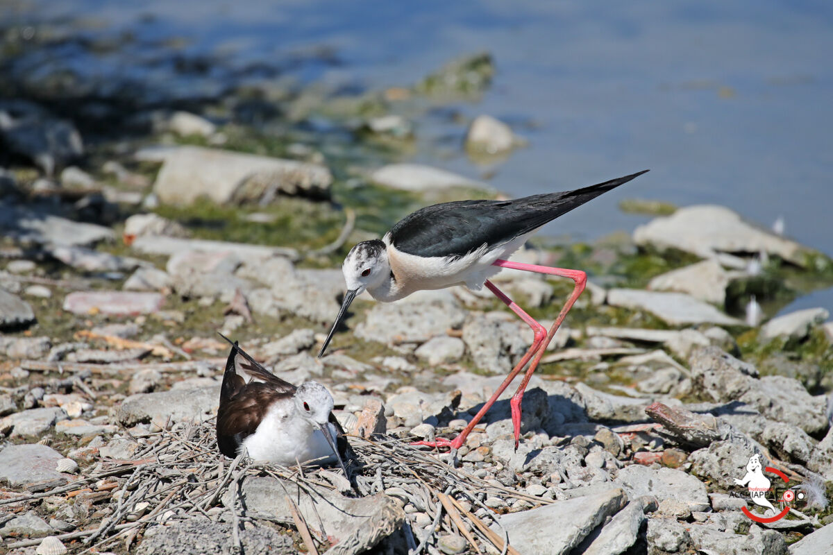 Cova Knight of Italy 02