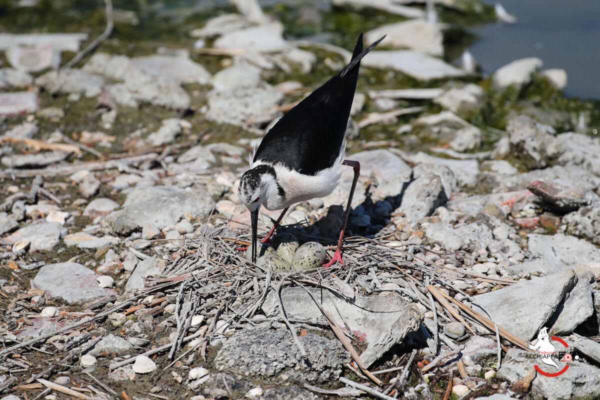 Cova Knight of Italy 03