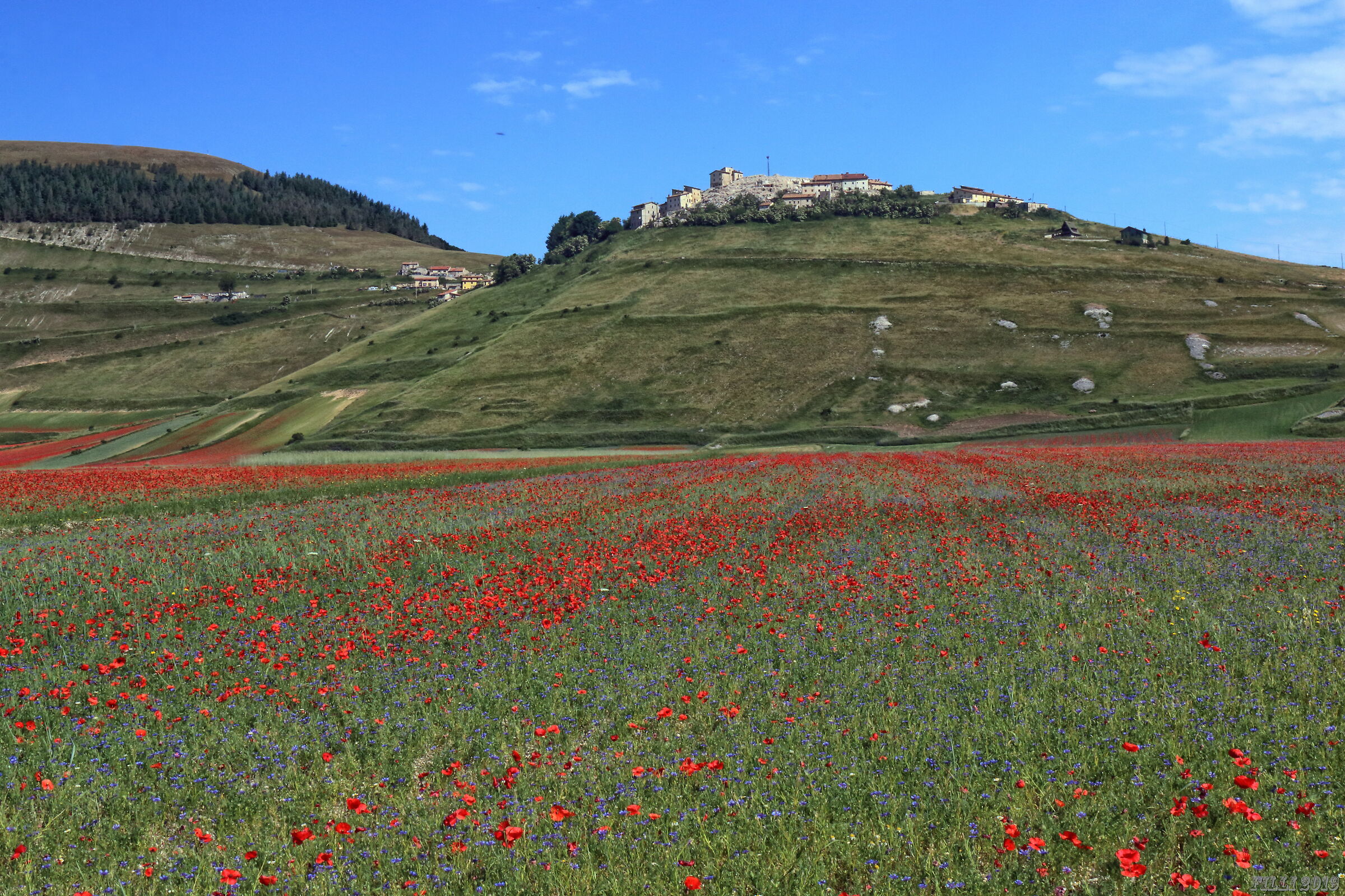 Flowering in Castelluccio di Norcia