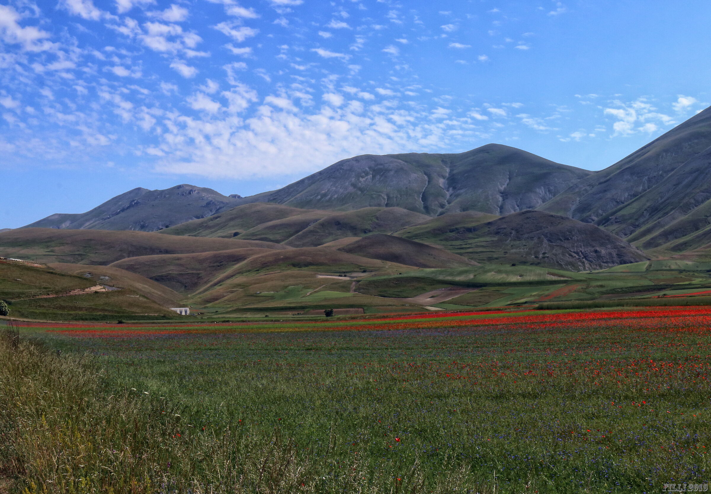 Flowering in Castelluccio di Norcia