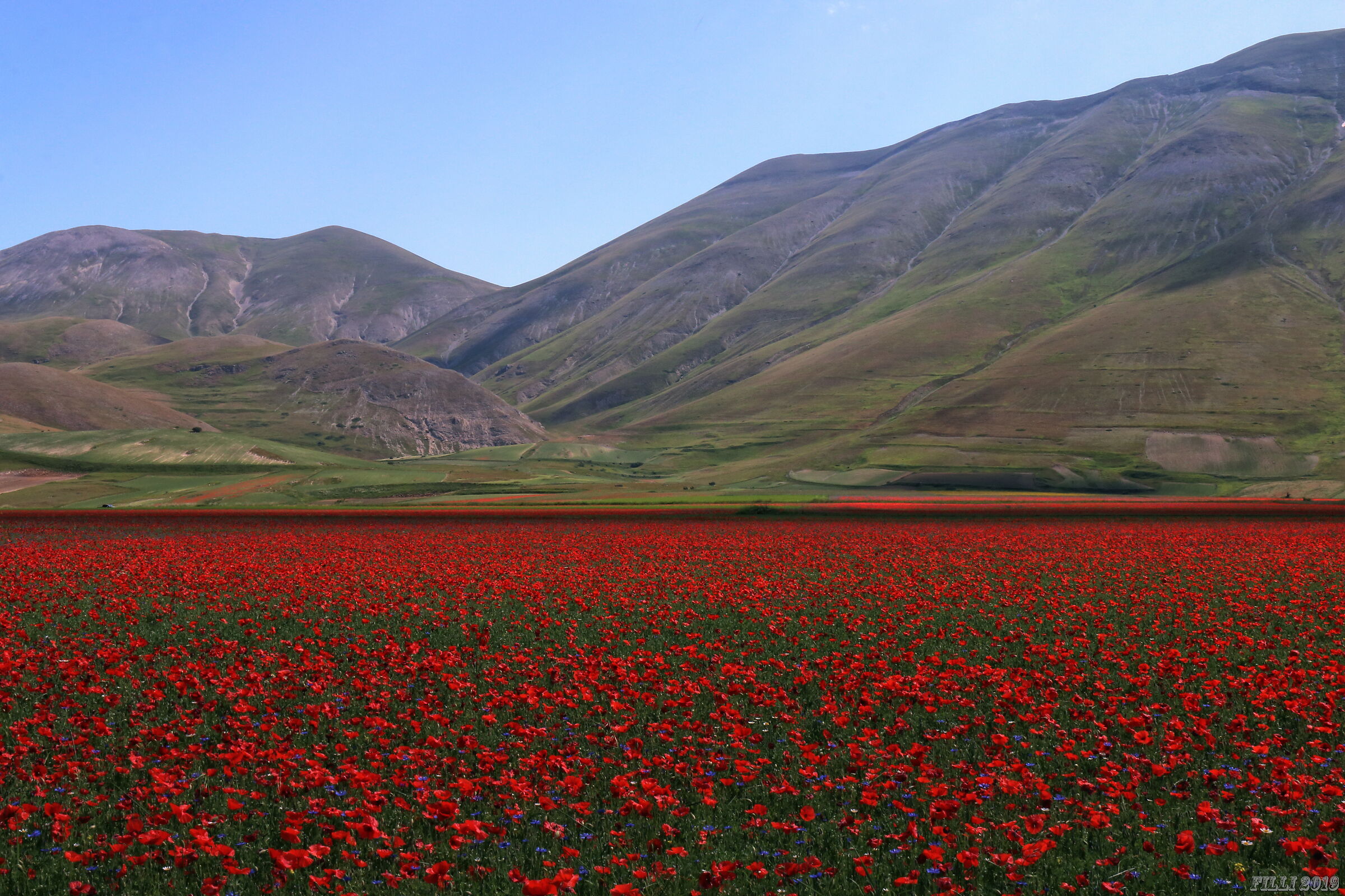 Flowering in Castelluccio di Norcia