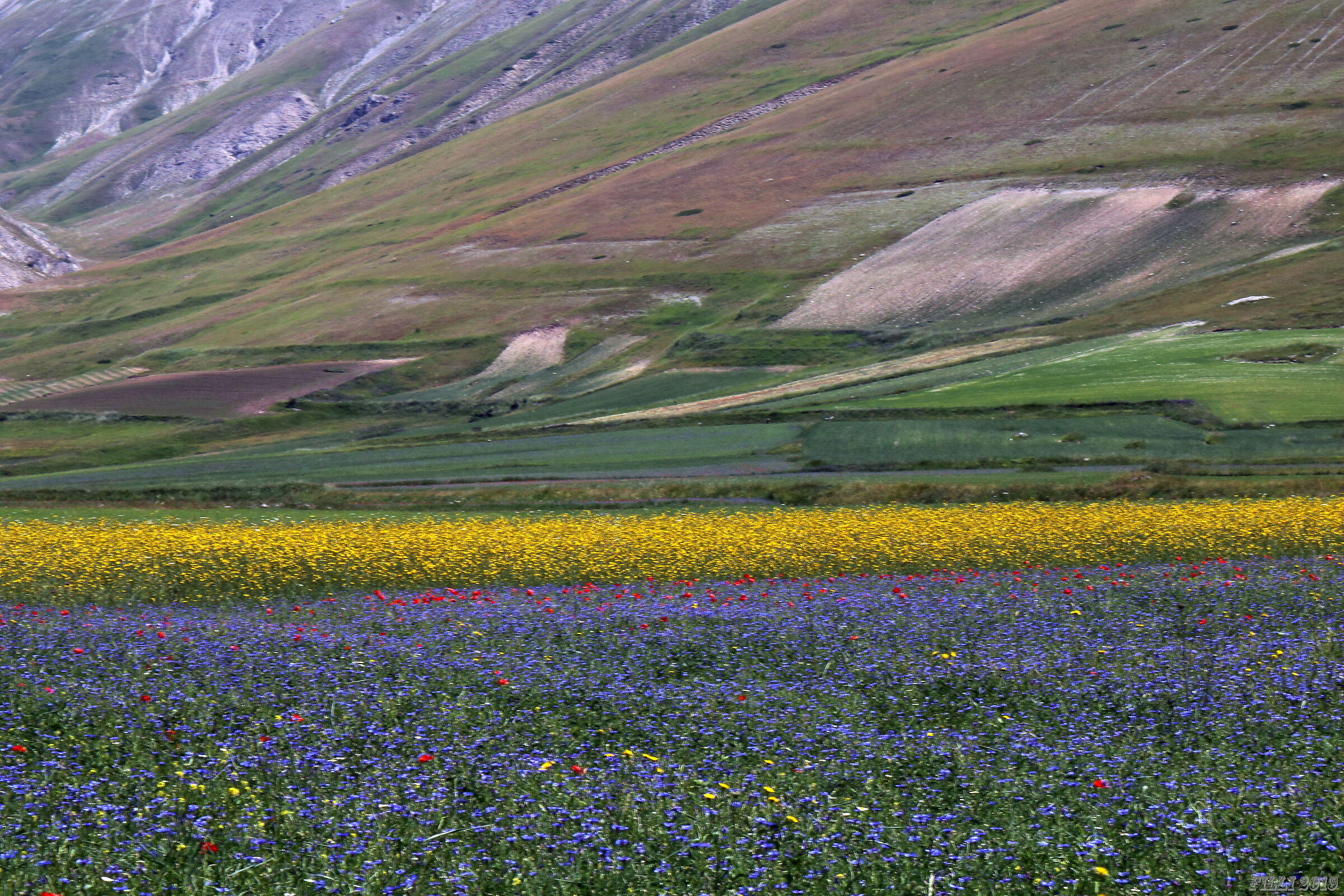 Flowering in Castelluccio di Norcia