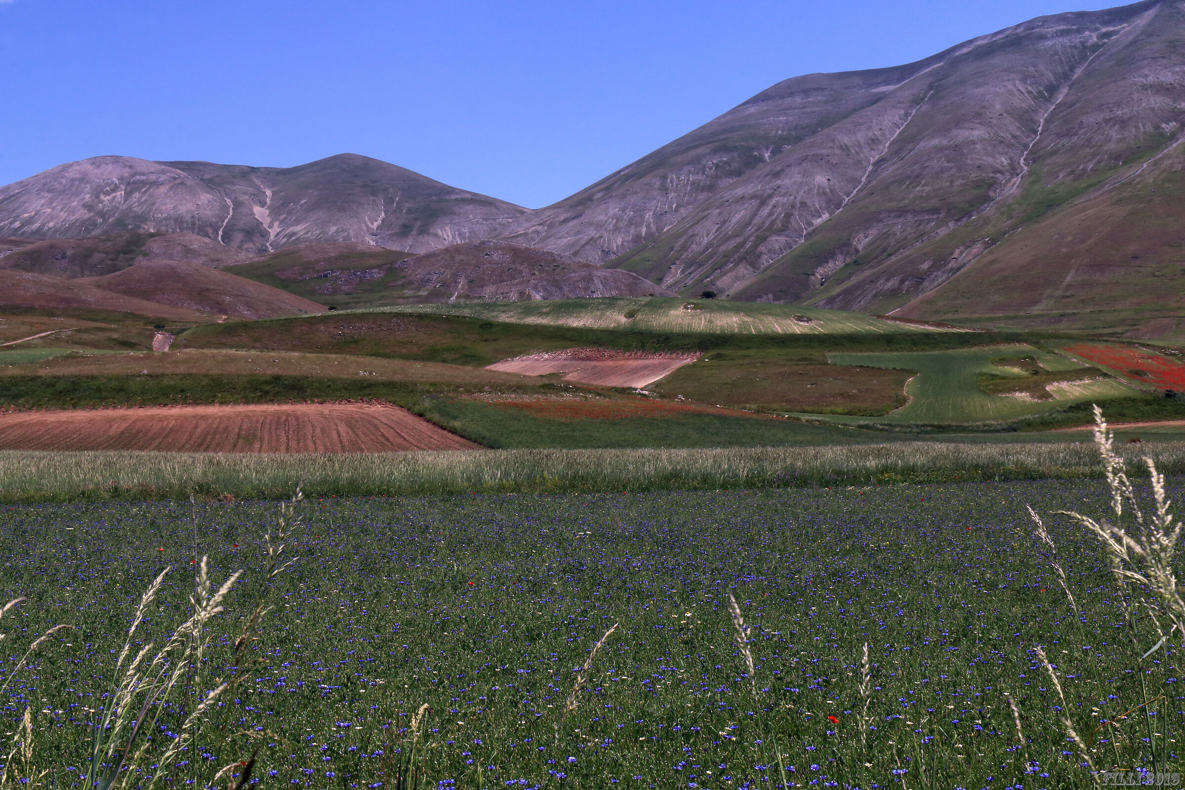 Flowering in Castelluccio di Norcia