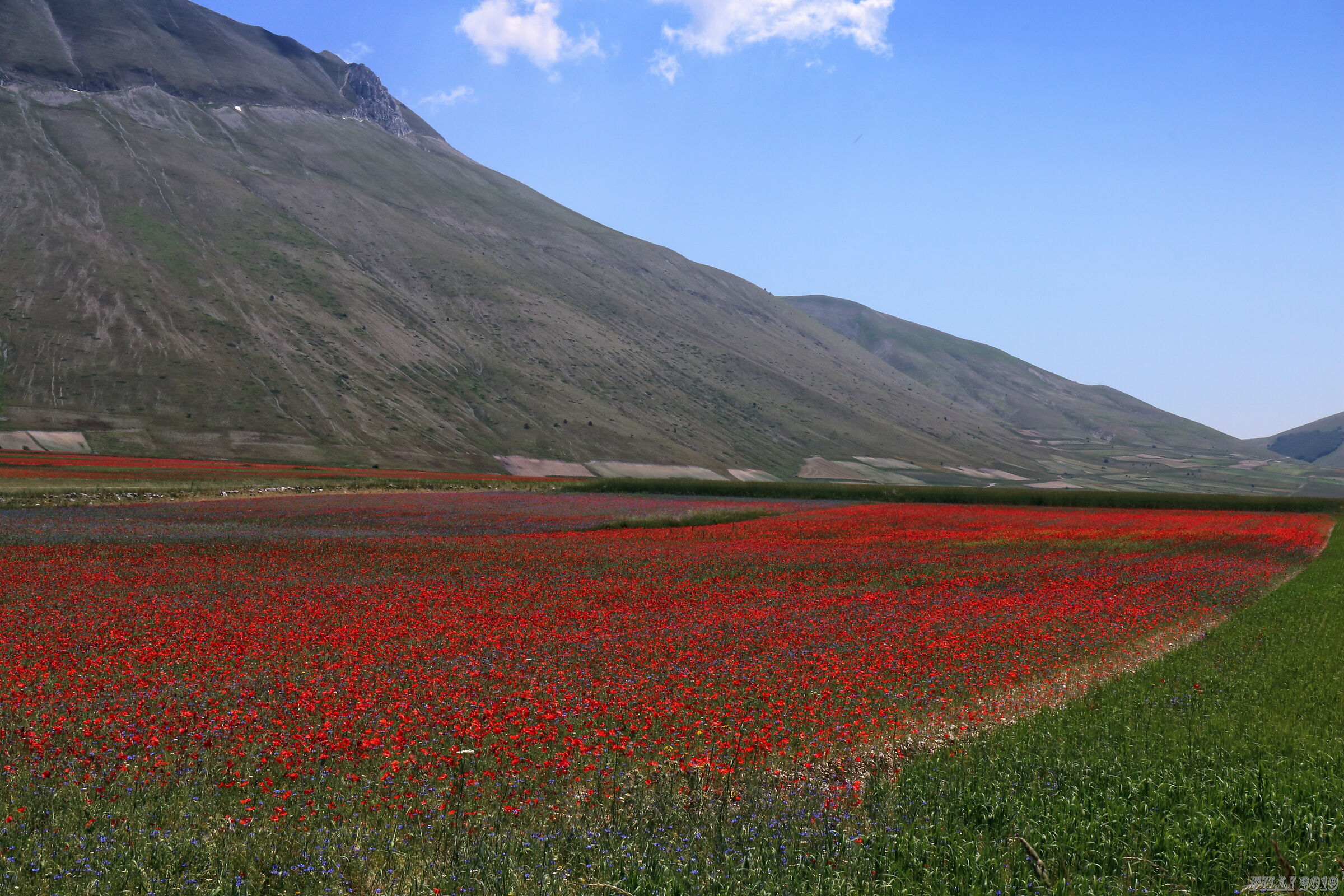 Flowering in Castelluccio di Norcia