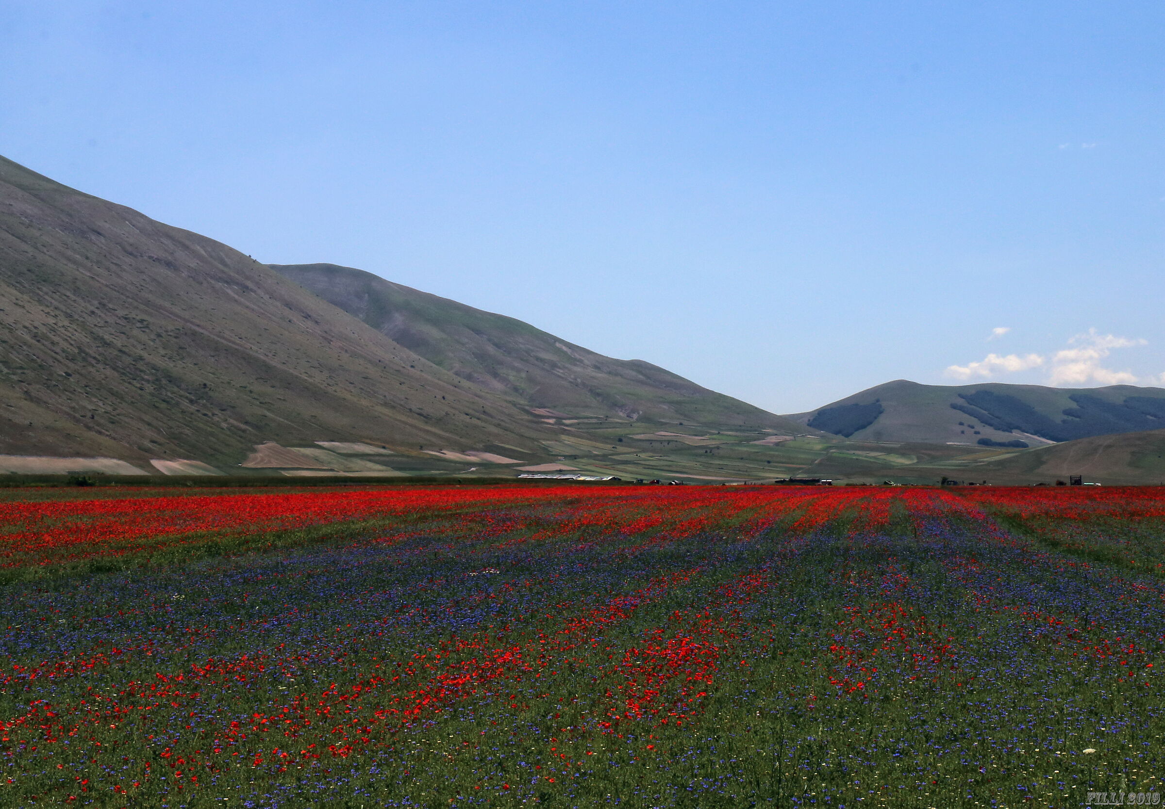 Flowering in Castelluccio di Norcia