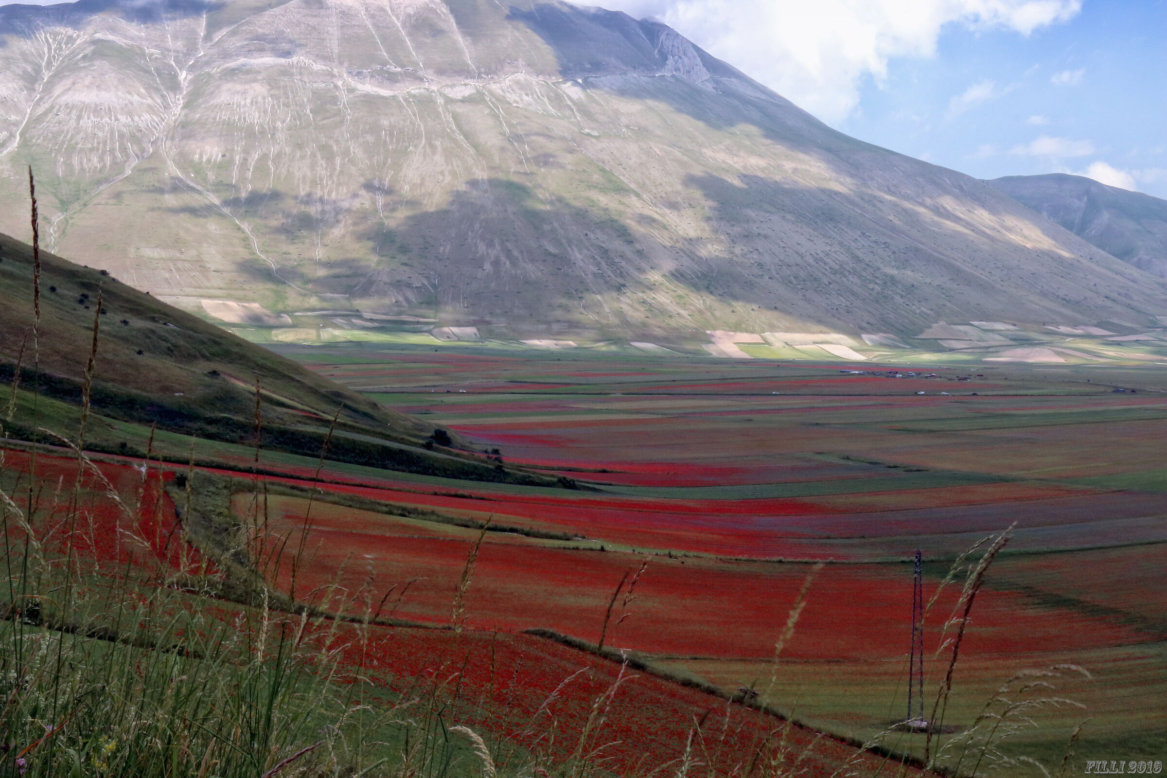 Flowering in Castelluccio di Norcia