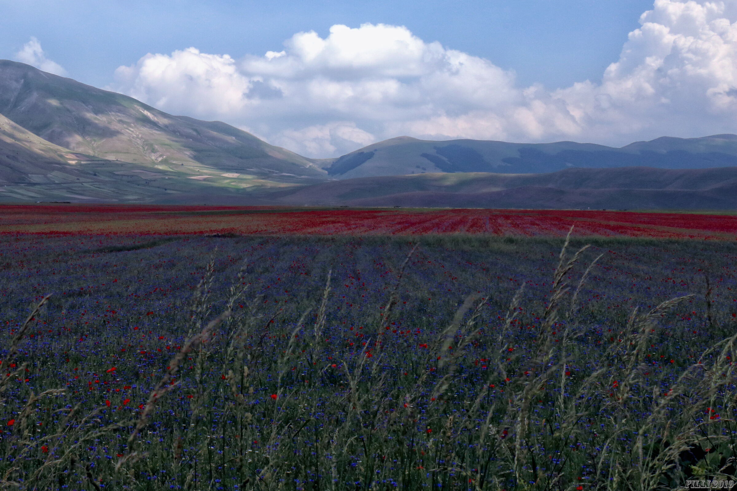 Flowering in Castelluccio di Norcia