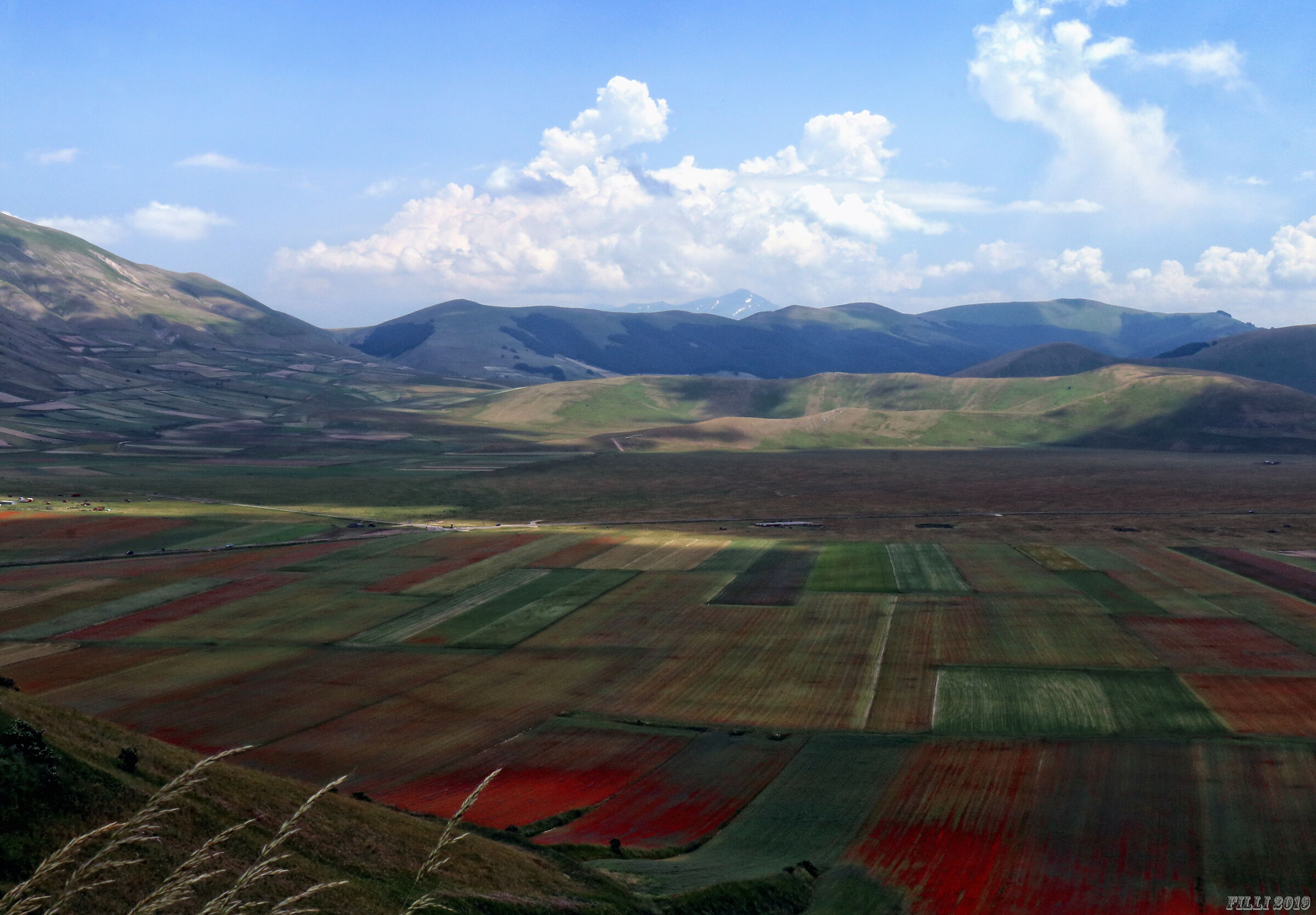 Flowering in Castelluccio di Norcia