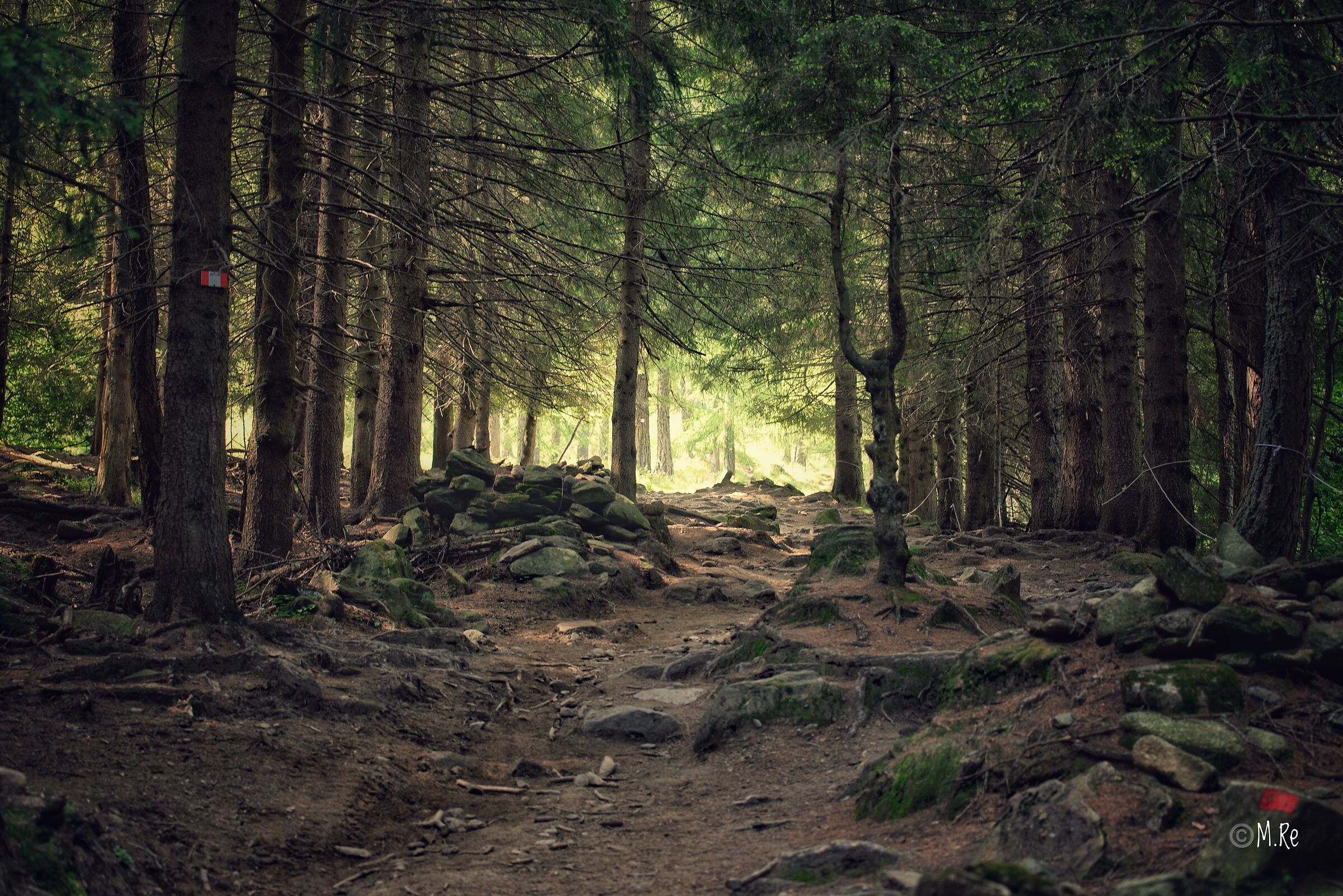 Attraversando il bosco che conduce al rifugio Toesca