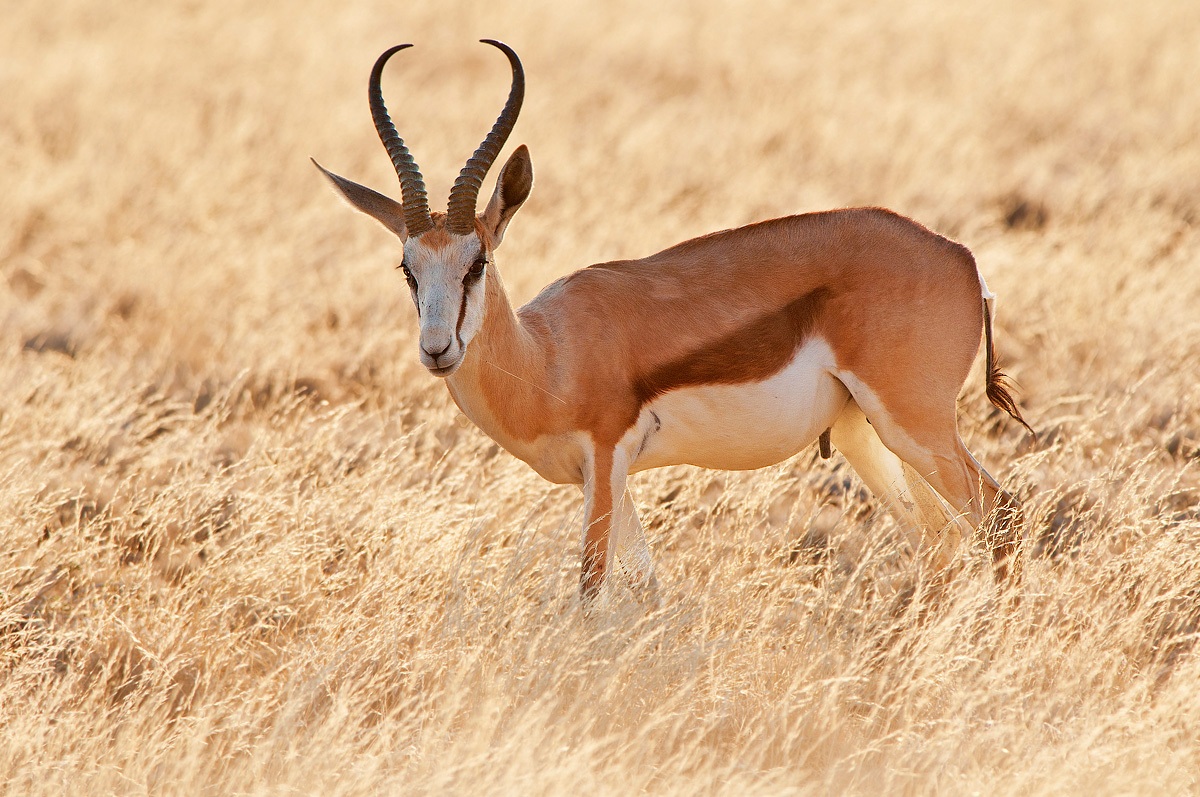 spingbok backlit
