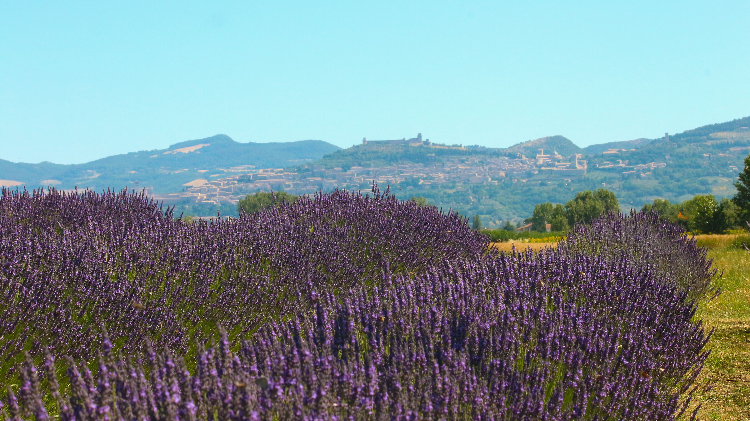 Assisi in lontananza