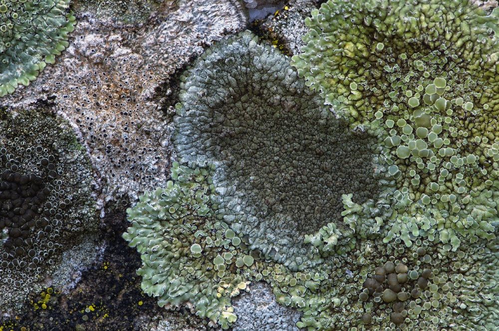 lichen