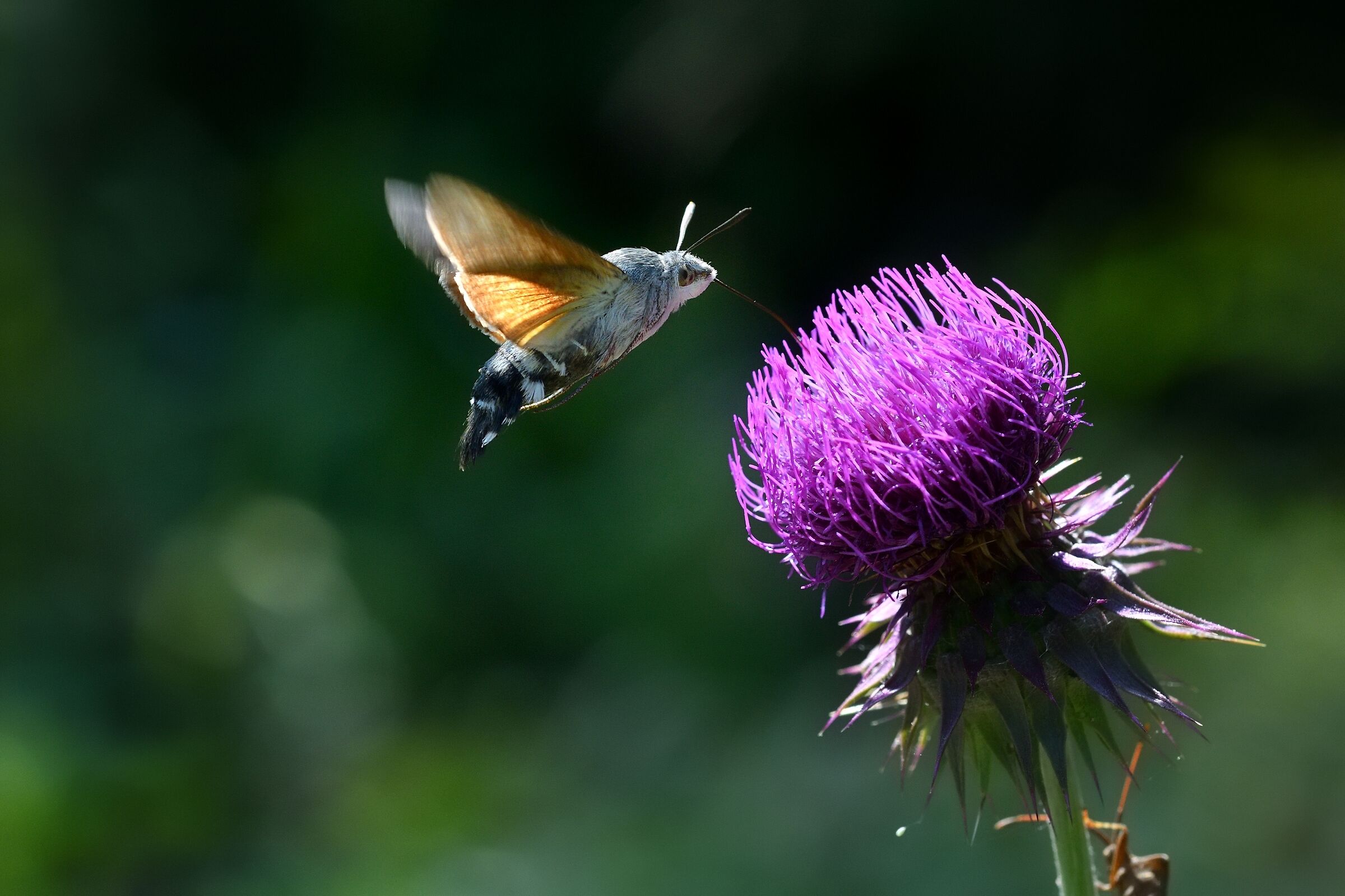 macroglossum stellatarum